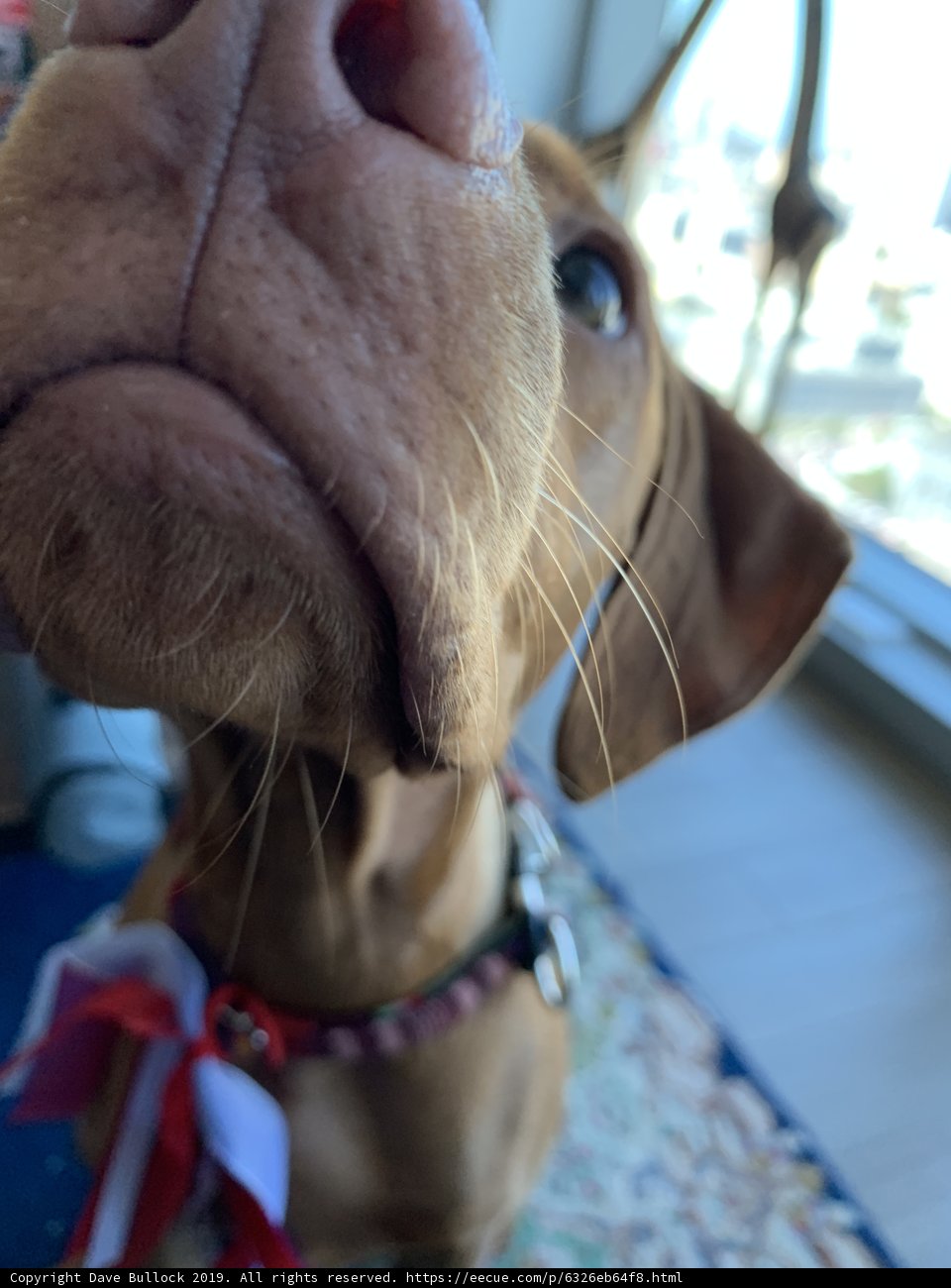 Up Close and Canine