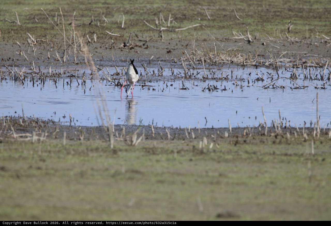 Black-necked Stilt Foraging in Flooded Agricultural Field