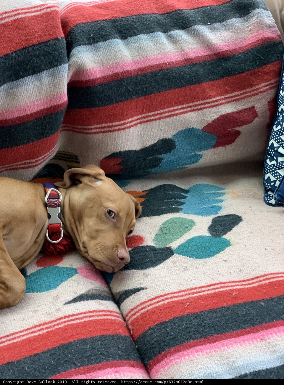 Cozy Canine Couch Potato