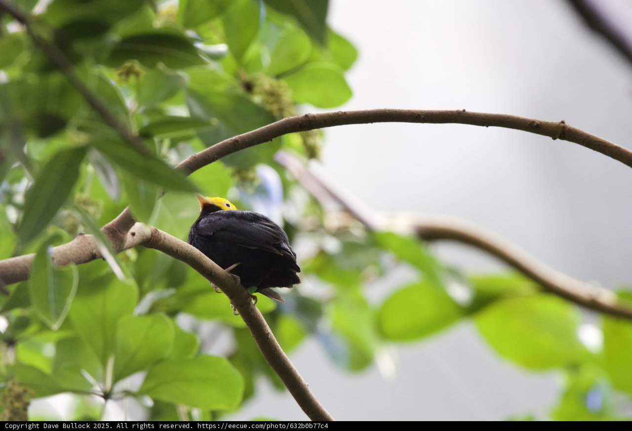 Perched Elegance