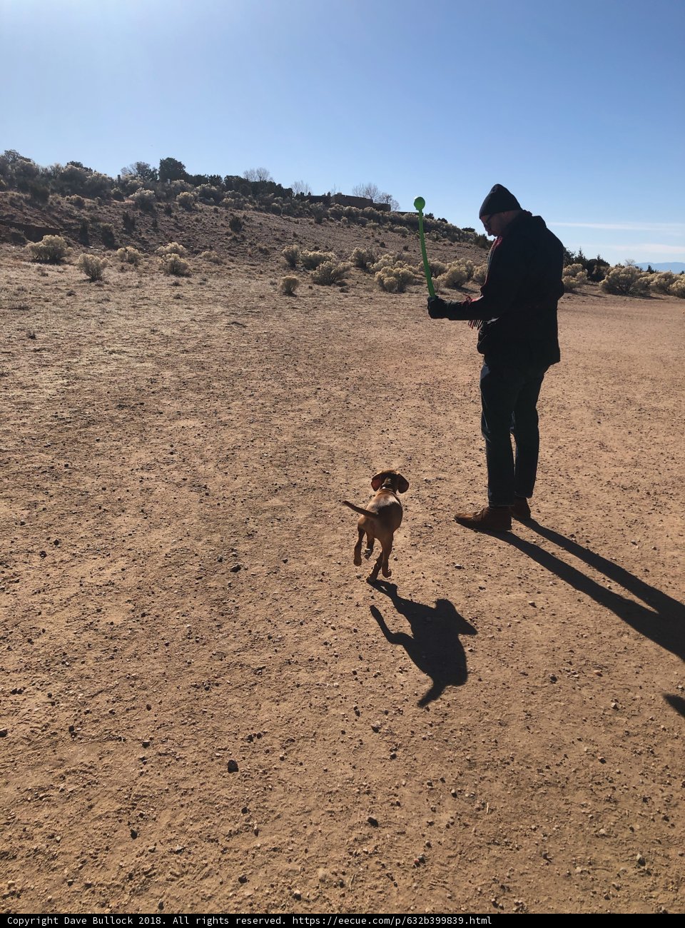 Wanderlust with My Canine Companion