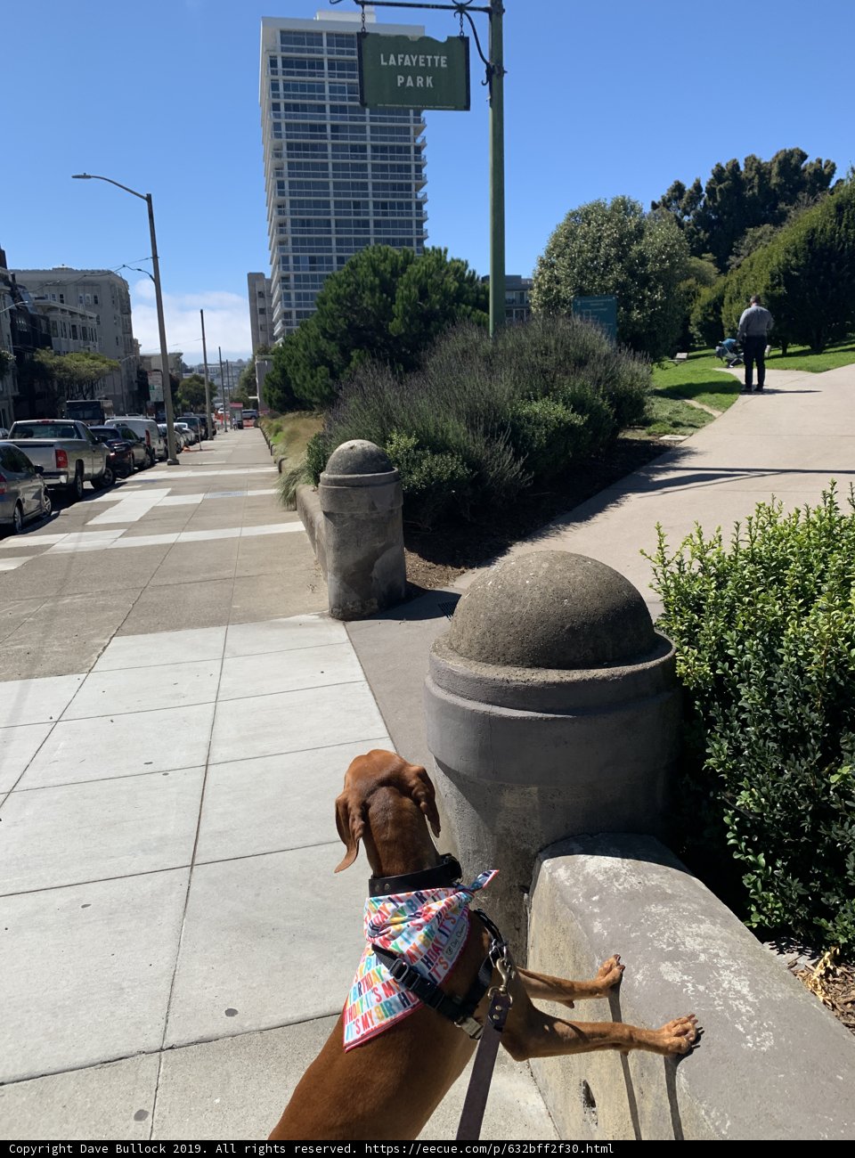 Curious Canine On the City Sidewalk