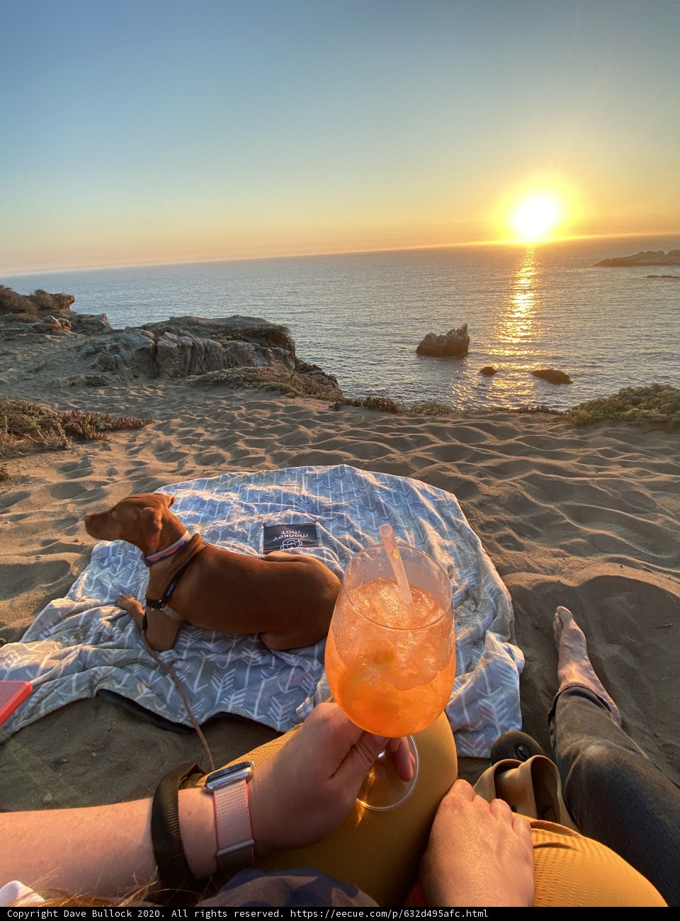 Beach Day with Man's Best Friend