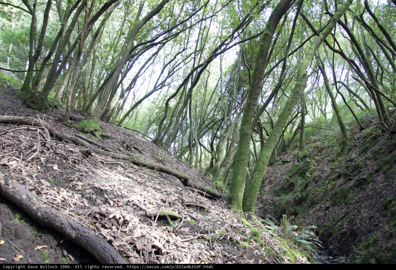 Serene Woodland Path