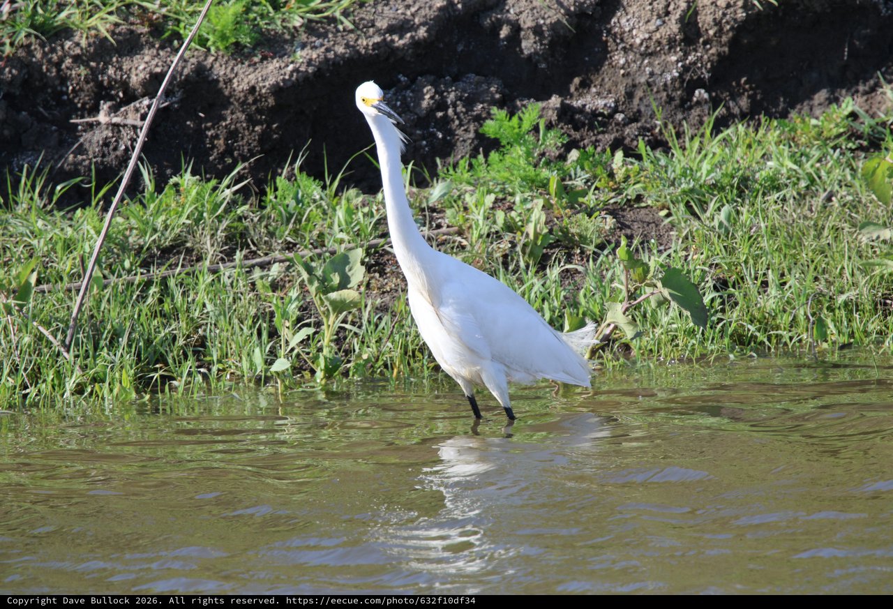 Snowy Egret Wading in Yolo Bypass Wetlands
