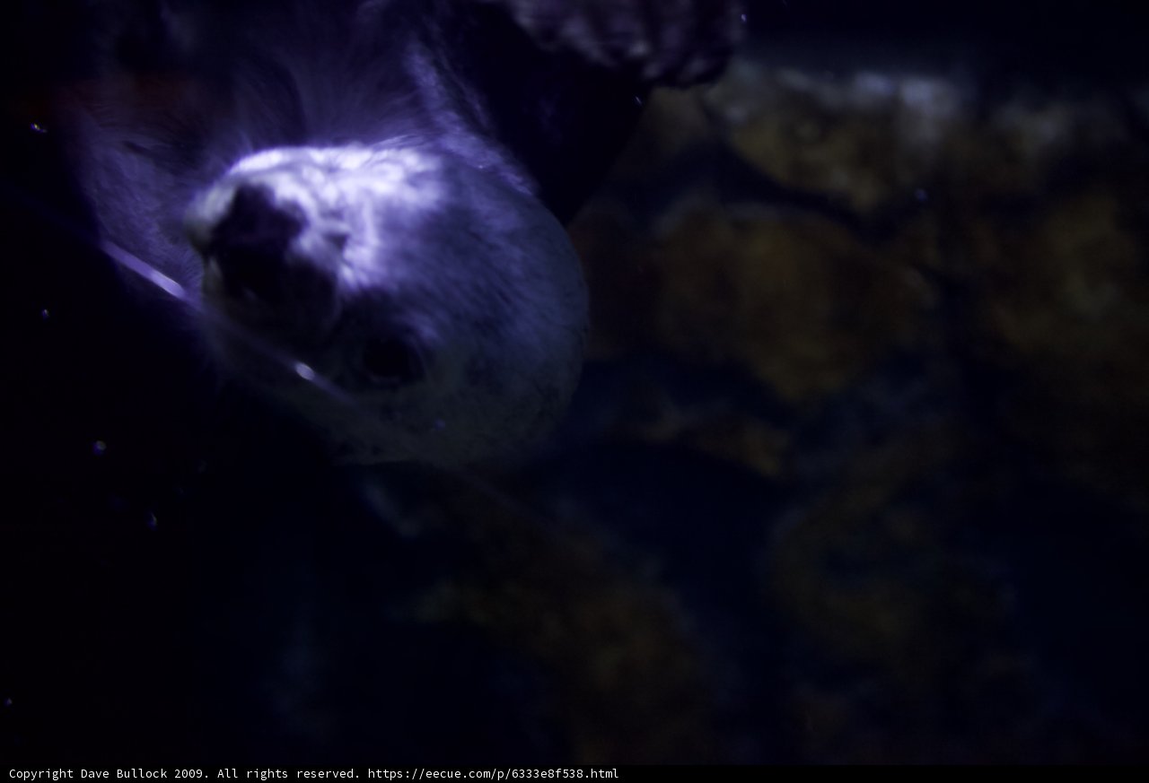 Serene Seal