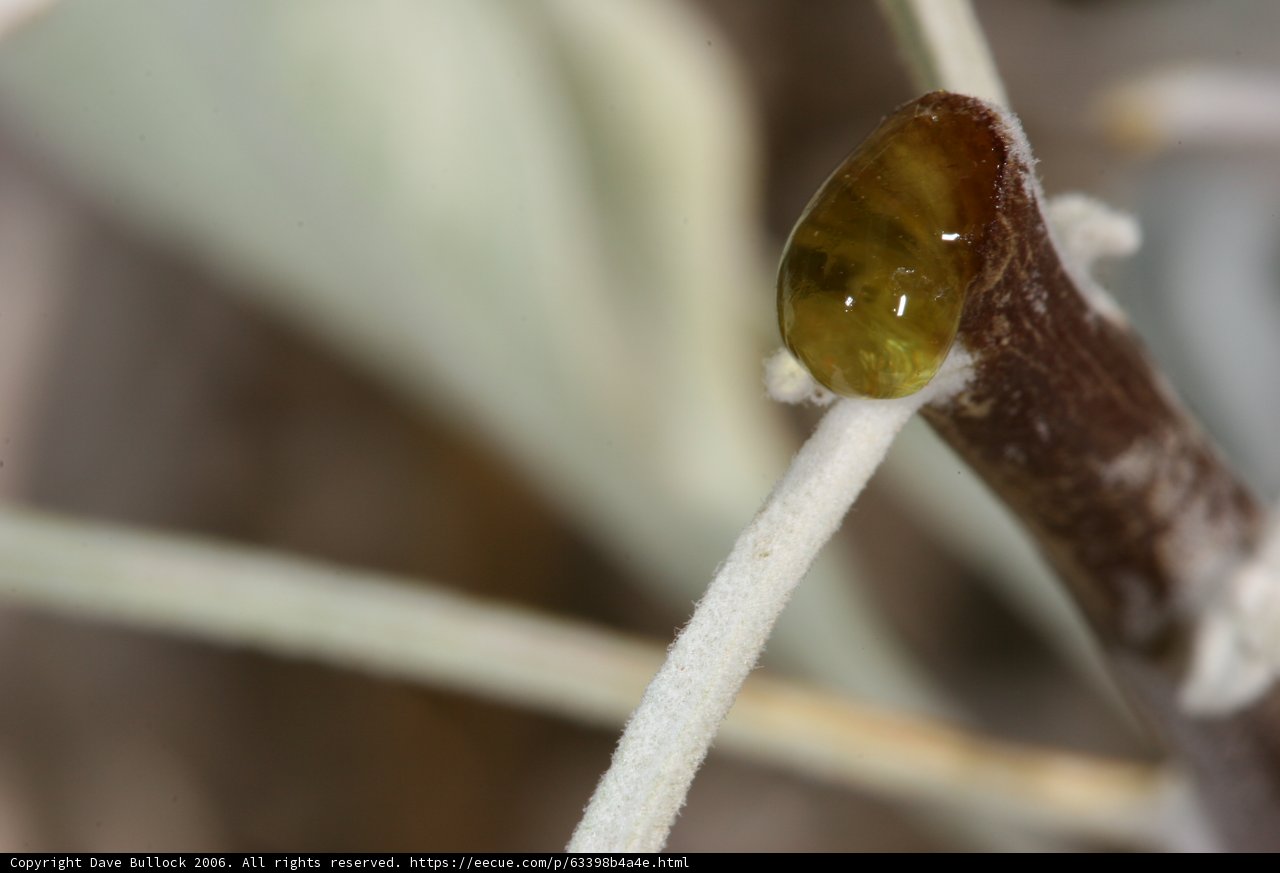Little Green Gem