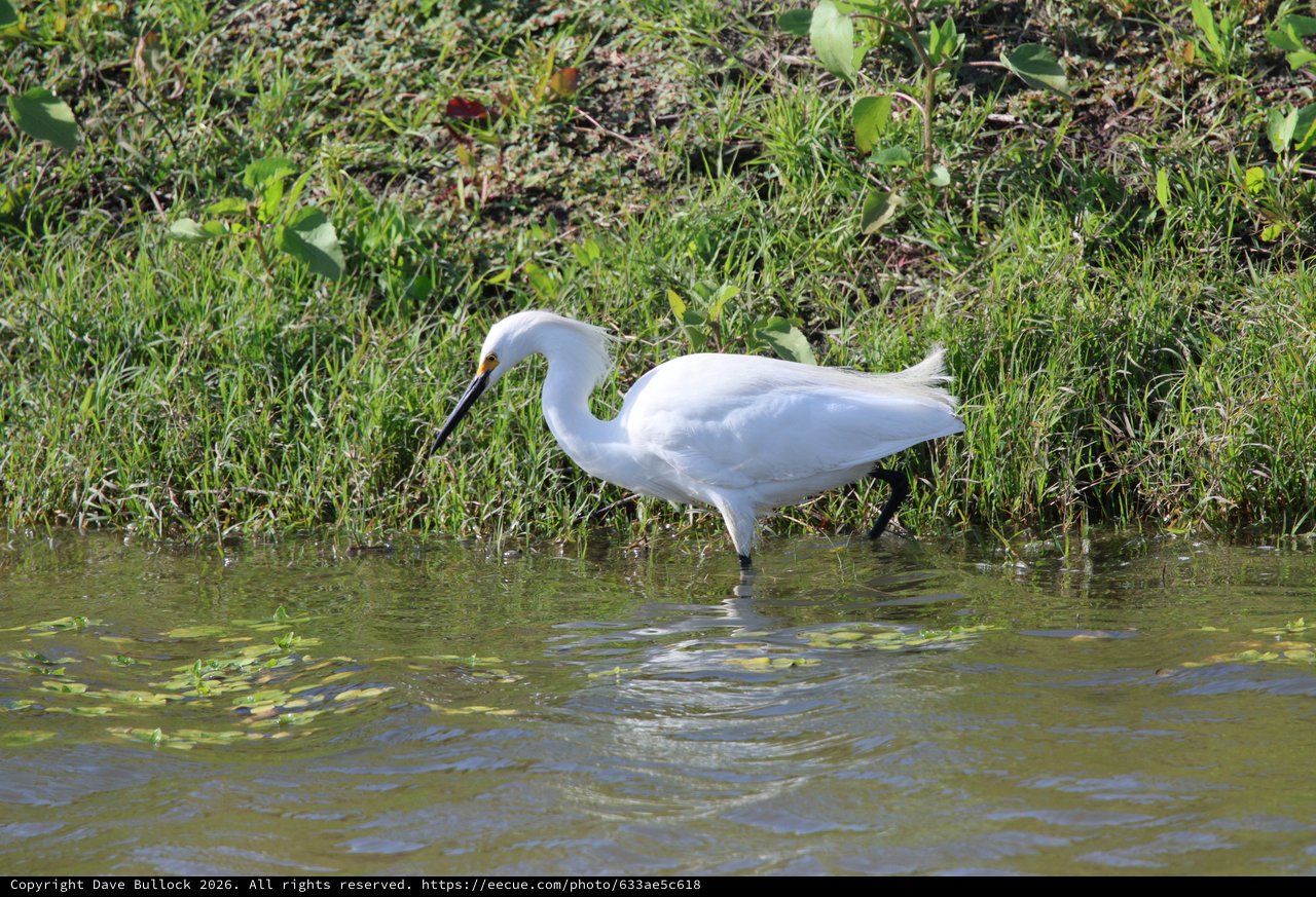 Little Egret Wading in Shallow Wetland Waters