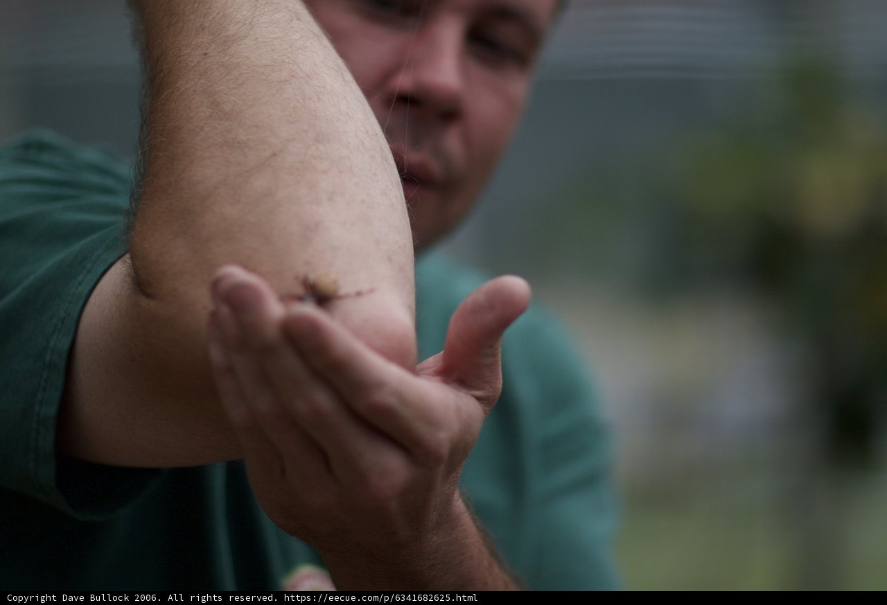 Insect Friend