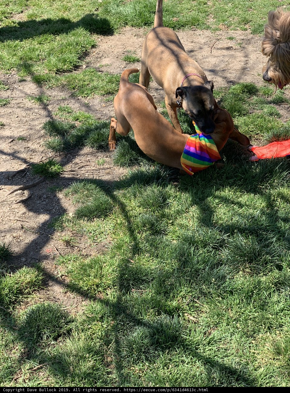 Playful Pups in the Park