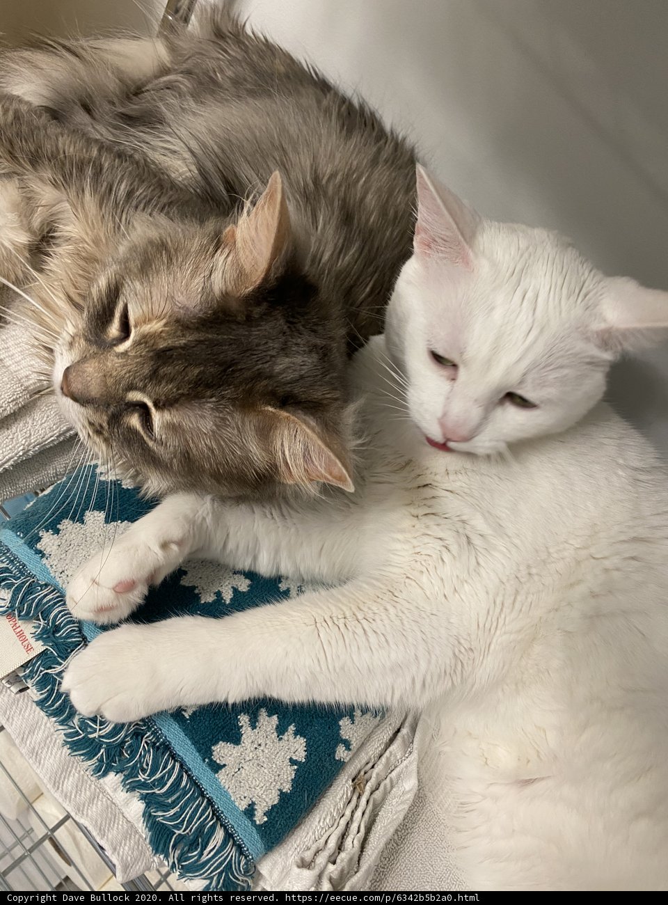 Feline Friendship at Home in San Francisco