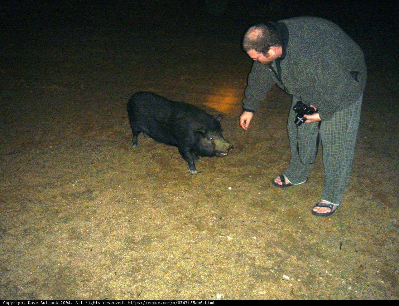 A Night with the Pig