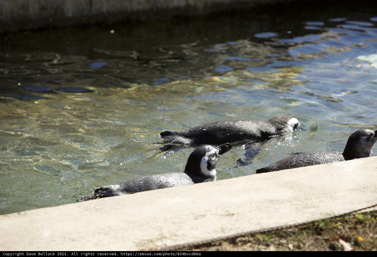 Penguin Party at SF Zoo, 2023