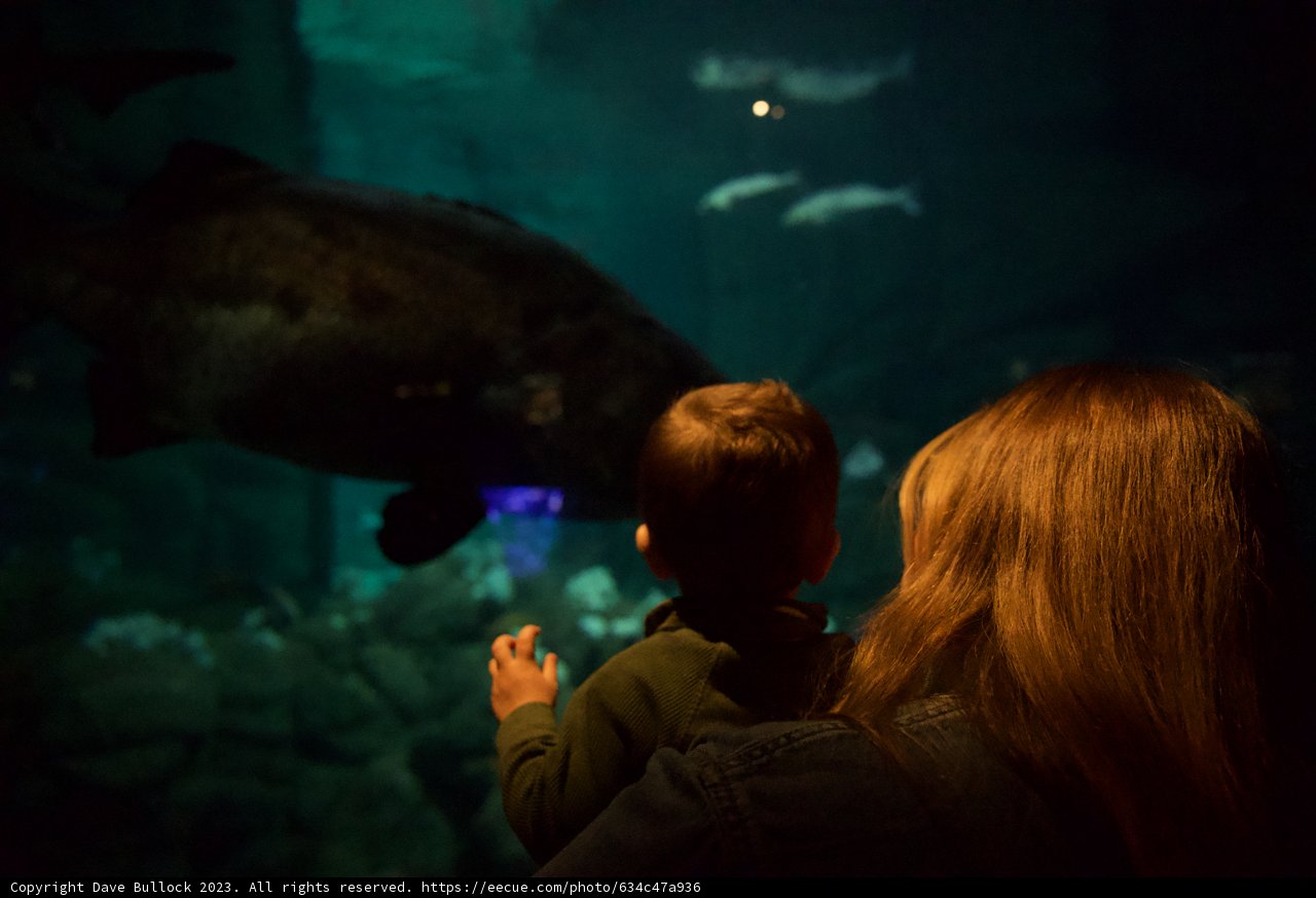Exploring The Depths: An Afternoon at Monterey Bay Aquarium
