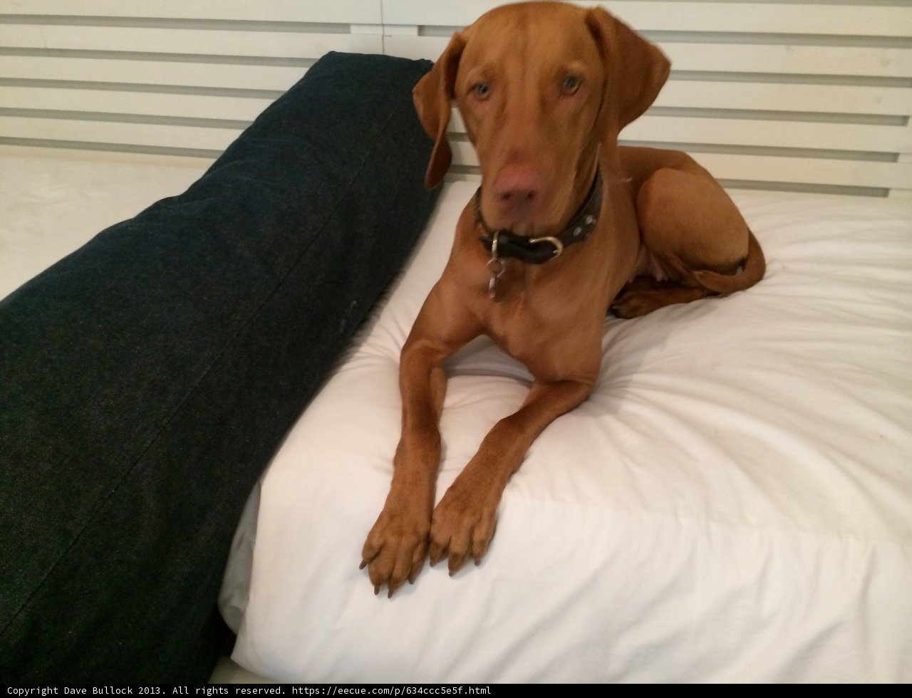 Cozy Canine Bedding