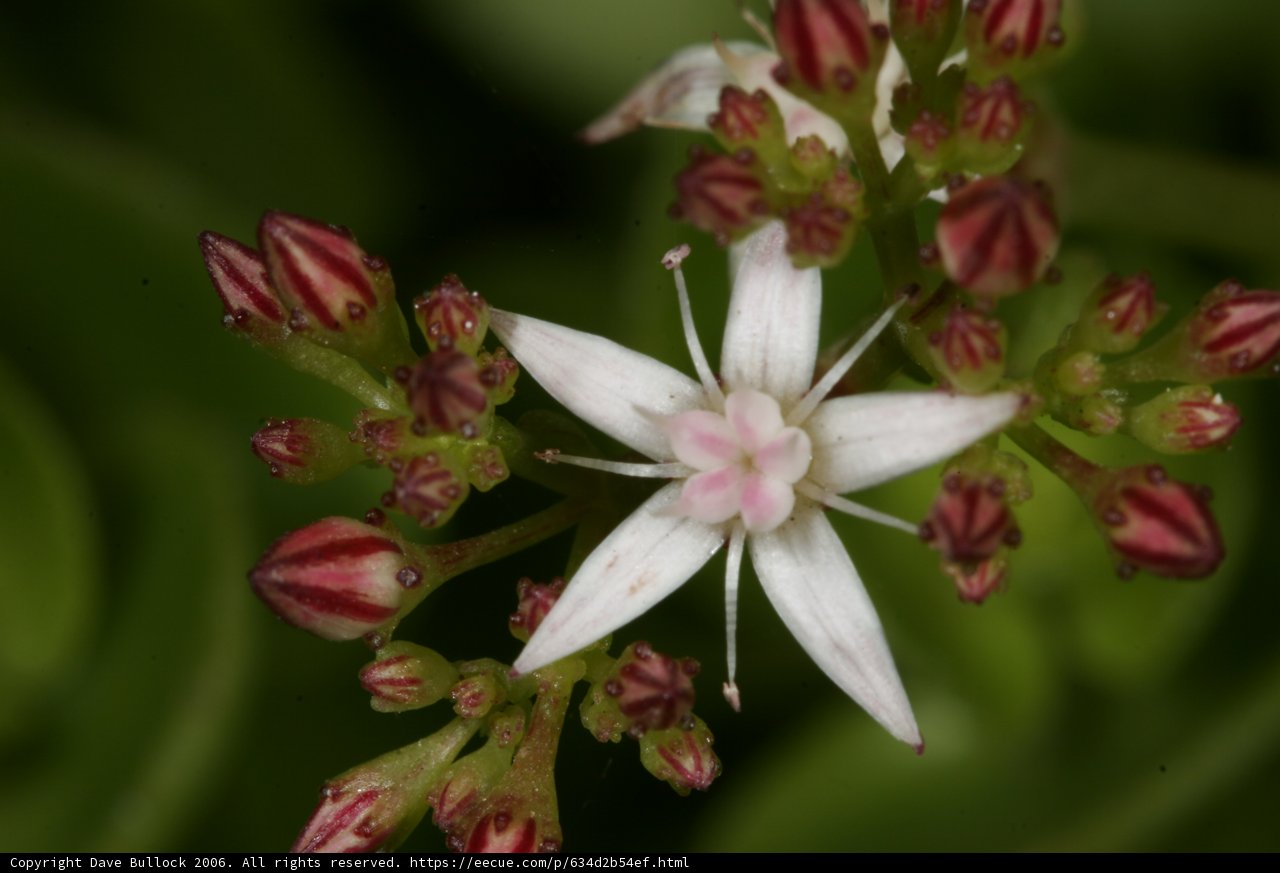 Red and White Lily Flower in Full Bloom