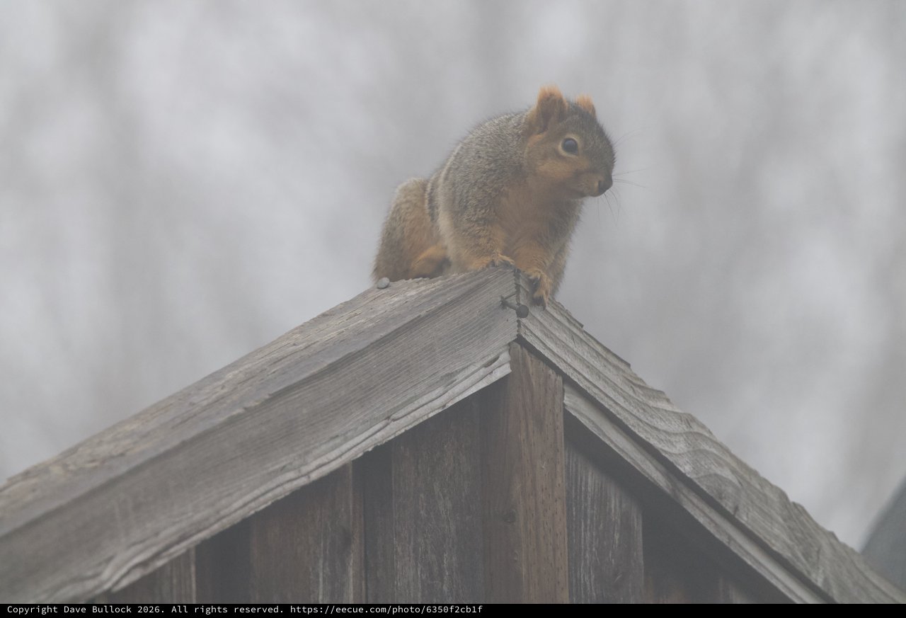 Curious Squirrel Perched on Wooden Birdhouse Peak