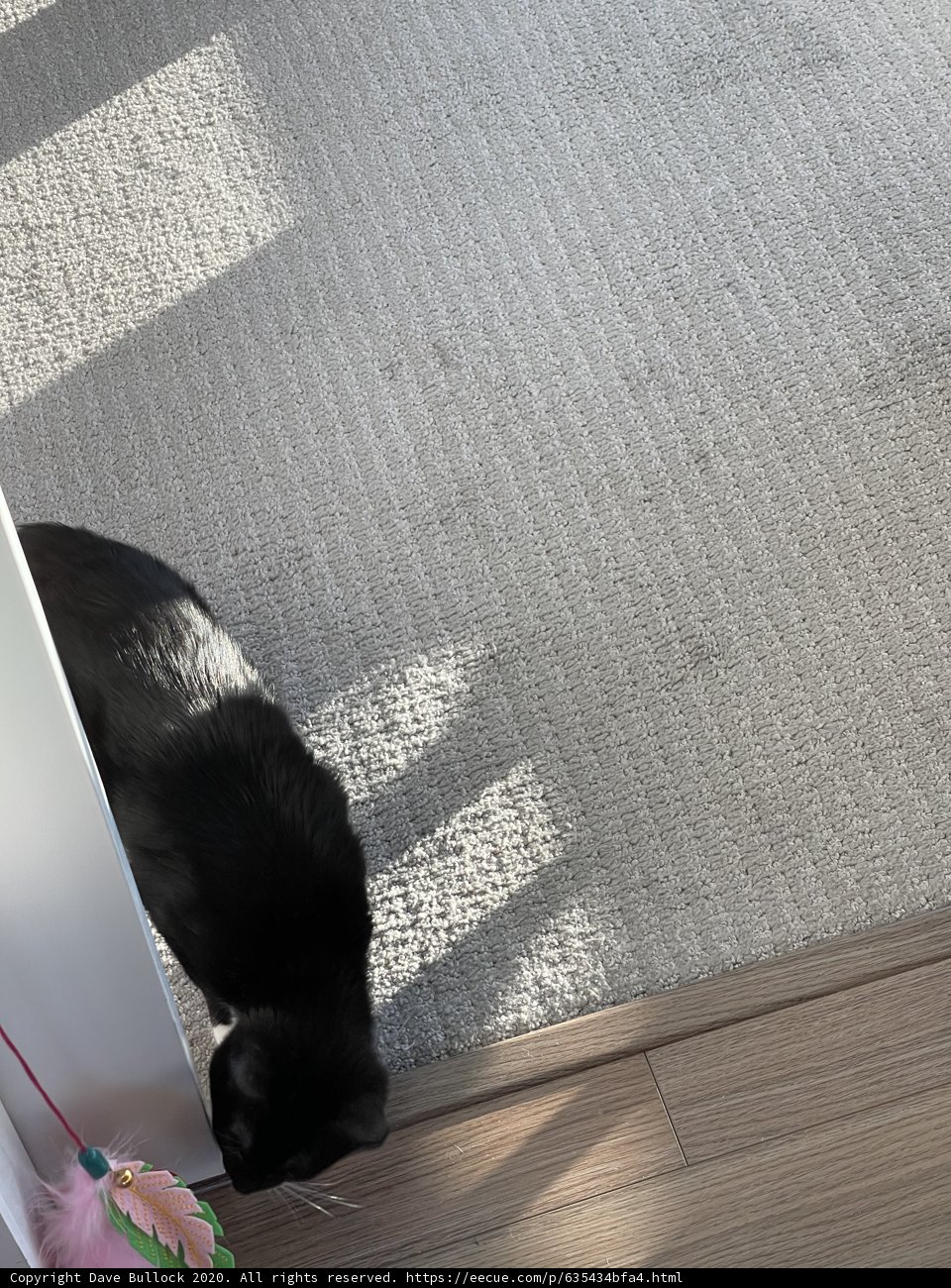 The Elegant Feline