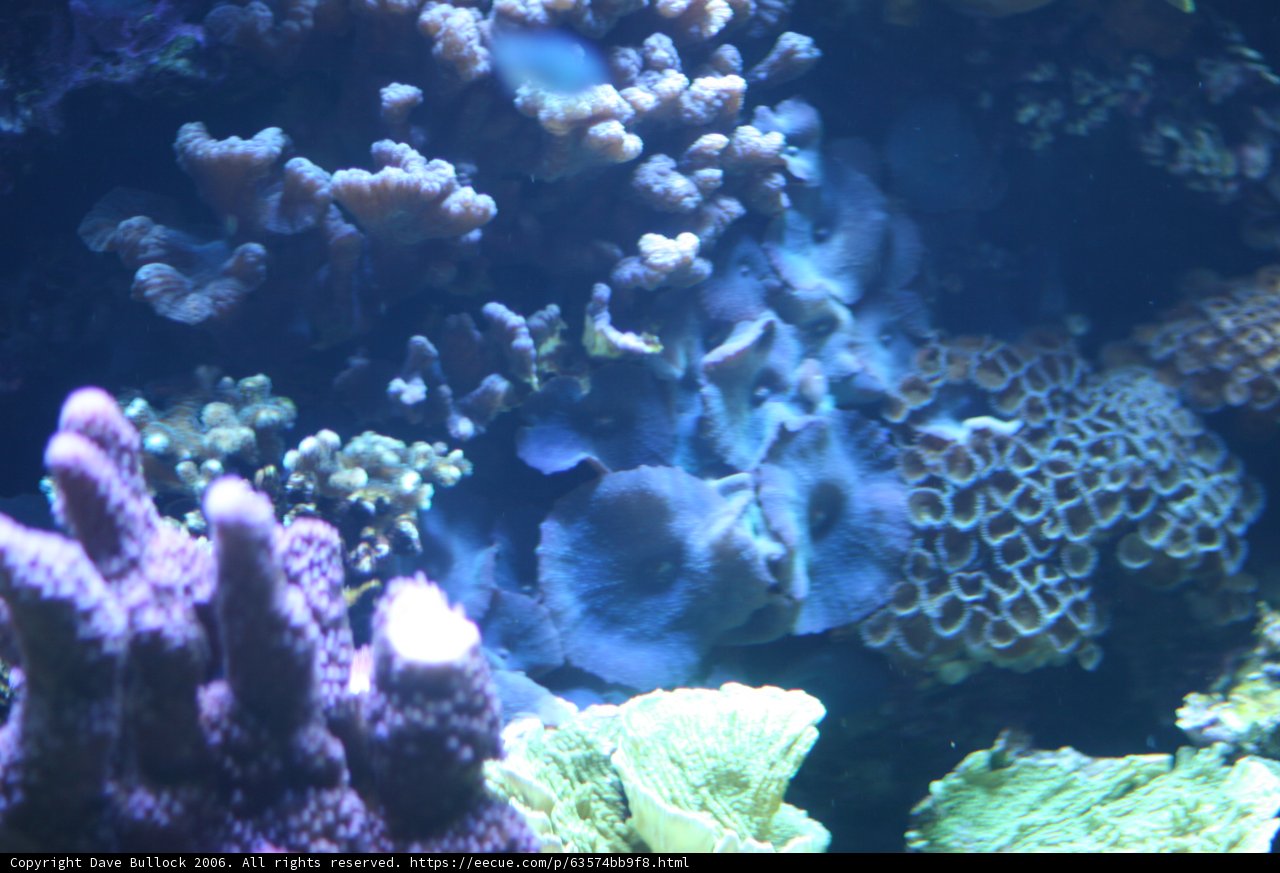 Colorful Fish in a Vibrant Coral Reef