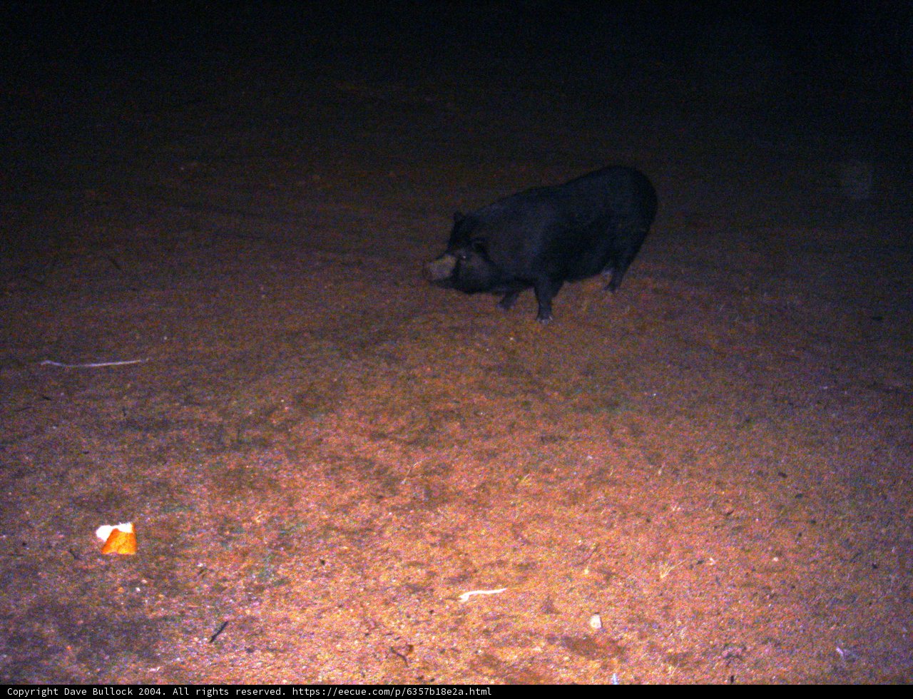 Nighttime Encounter