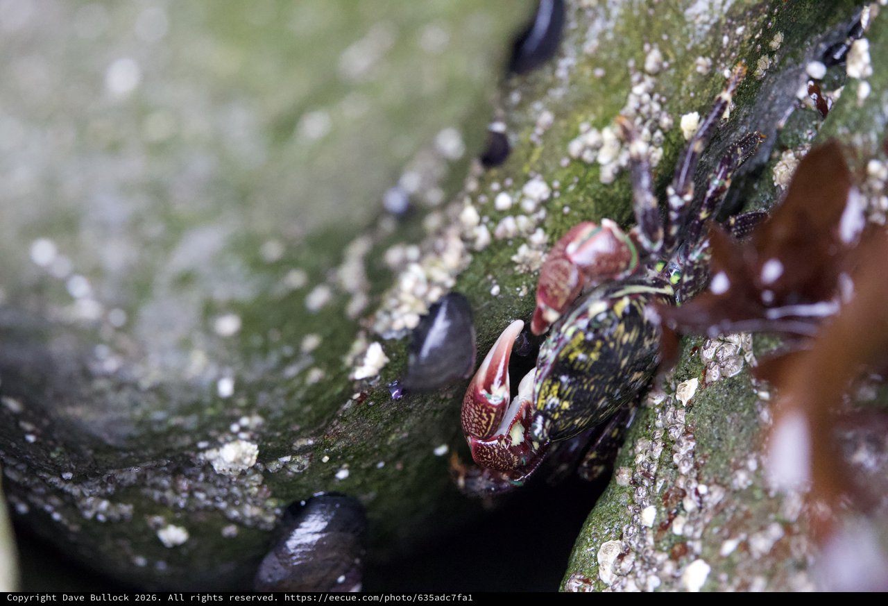 Shore Crab Clings to Algae-Covered Tidal Rock