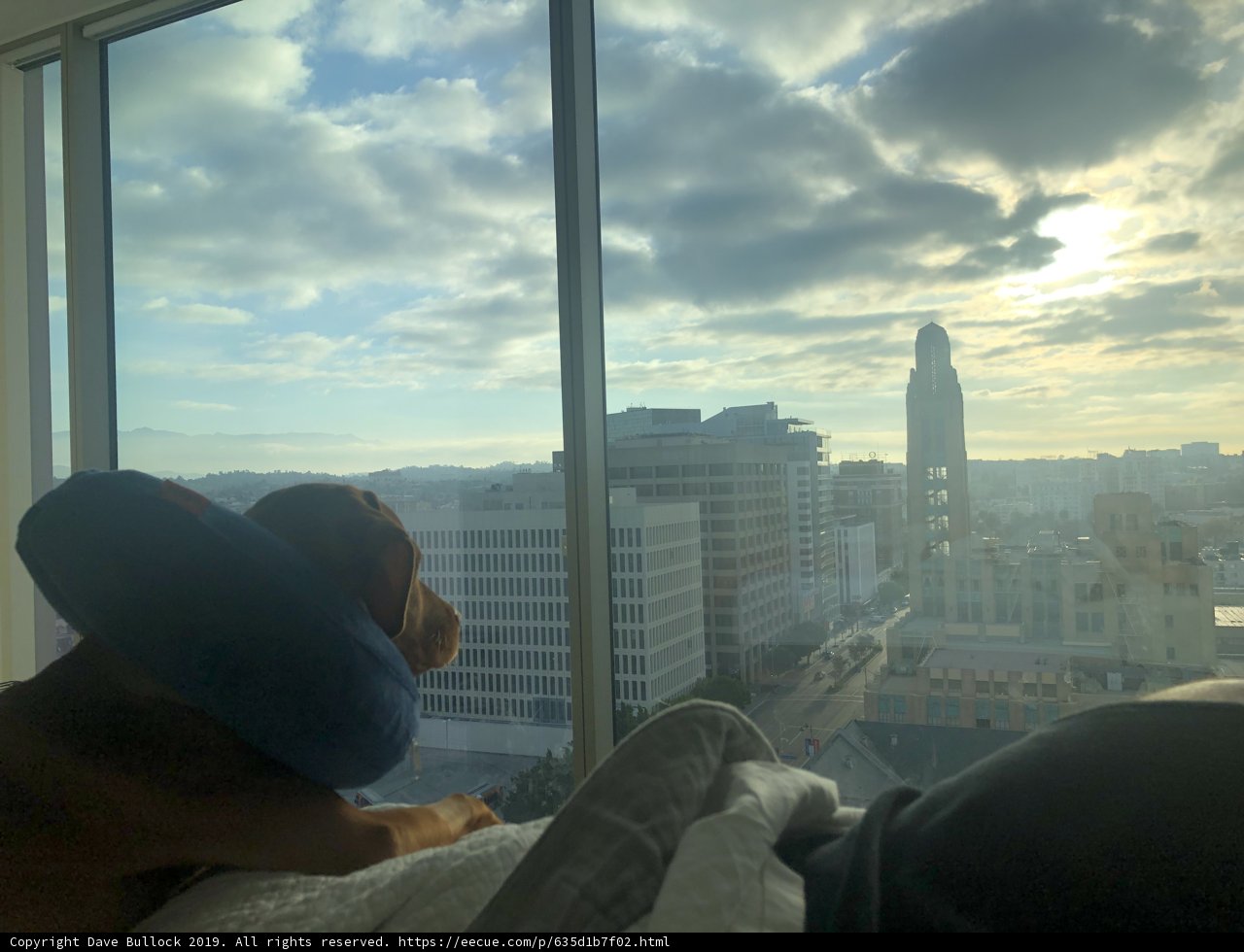 City Pup