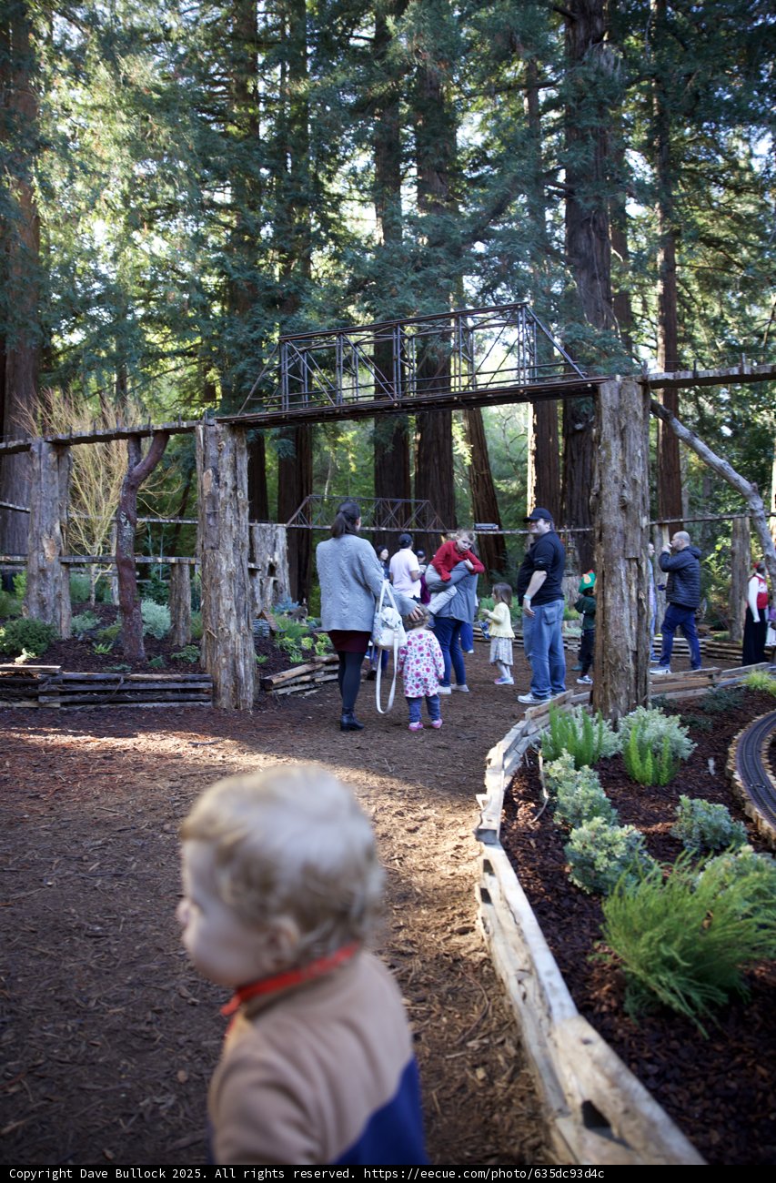 Strolling Through Enchanted Woodlands