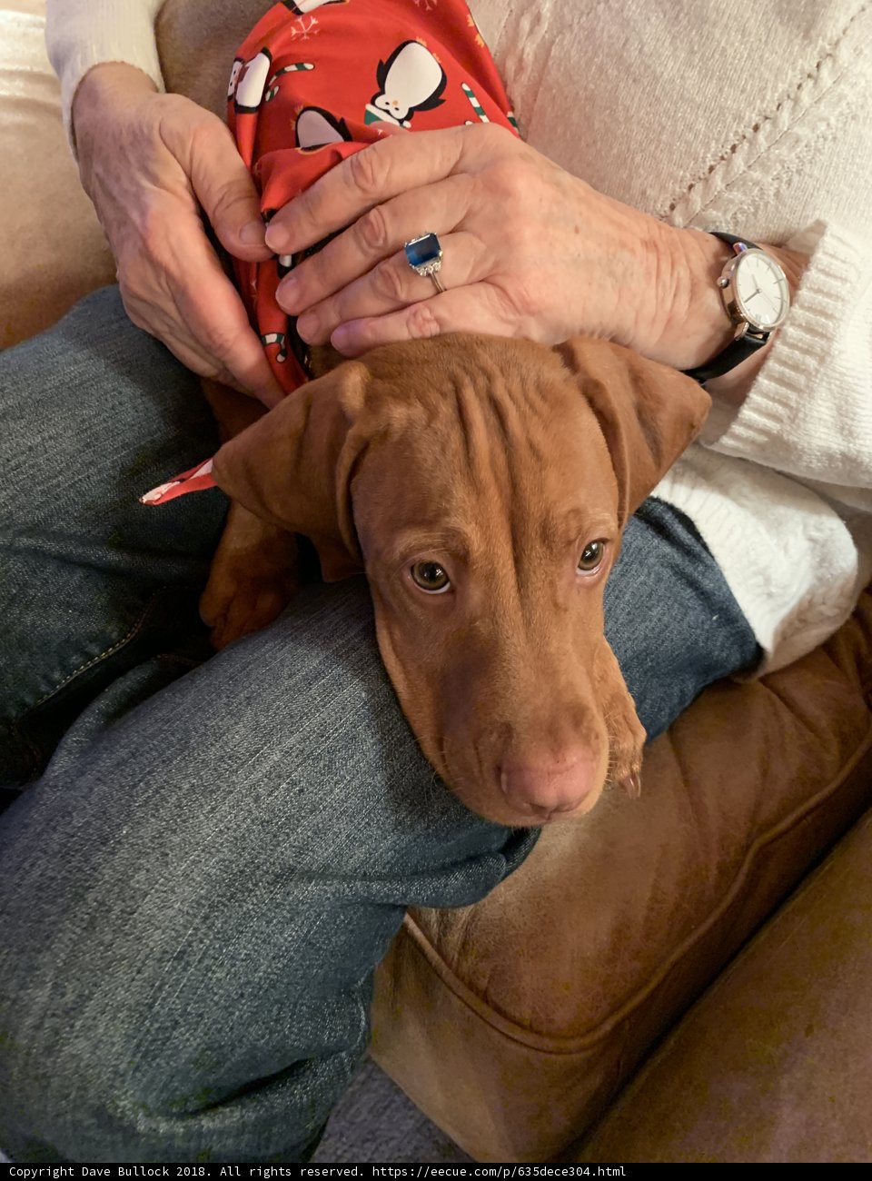 A Holiday Cuddle with a Furry Friend