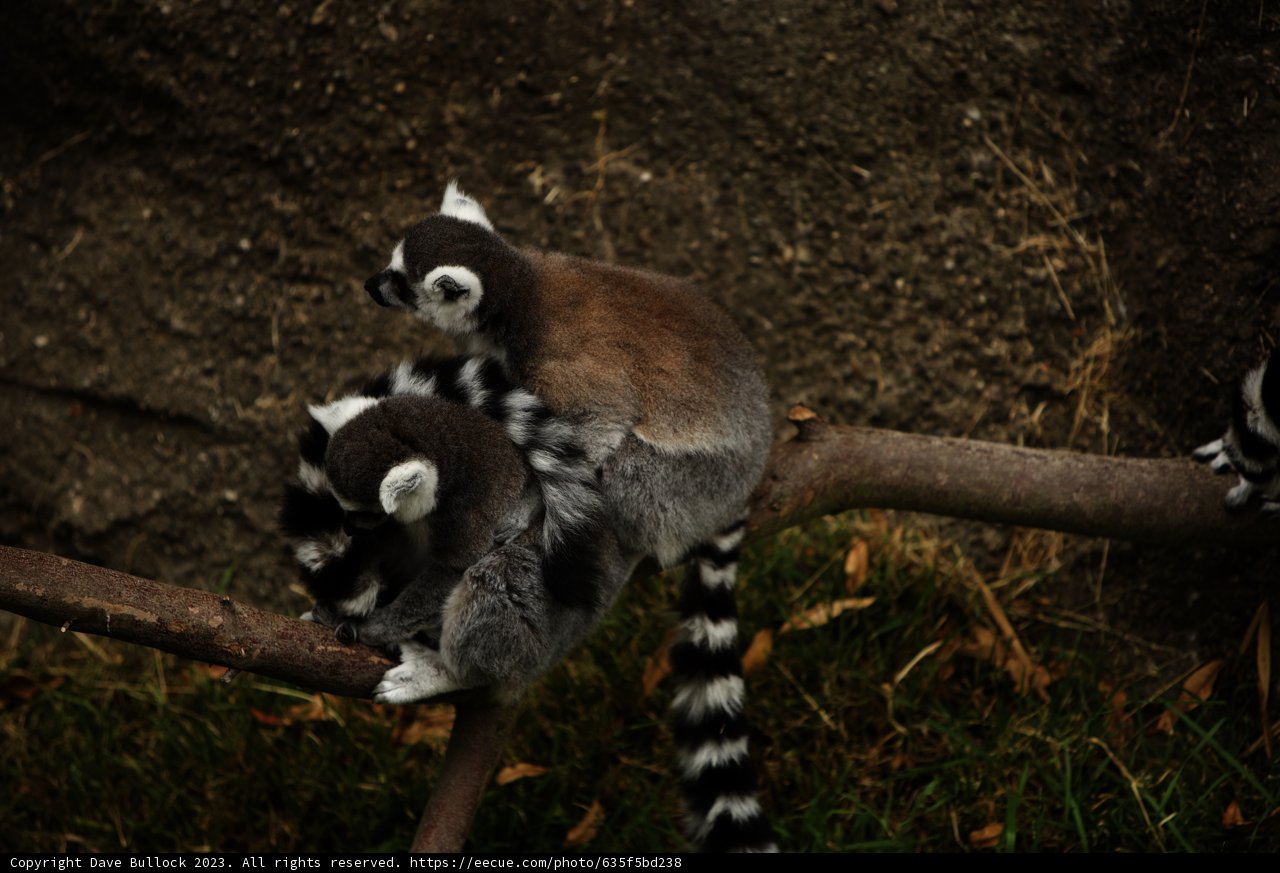 Lemur Companions at Oakland Zoo