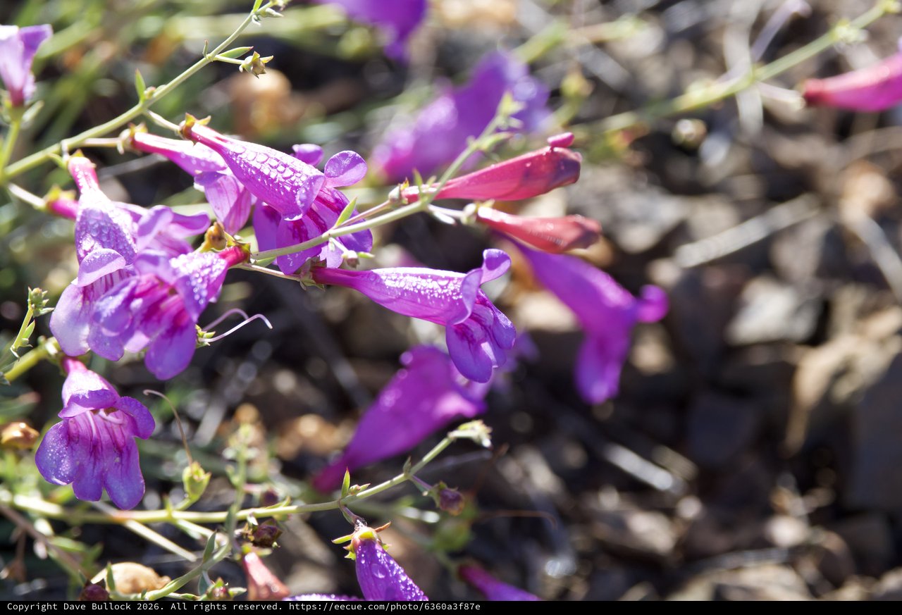Desert Penstemon Blooms Glistening After Morning Rain
