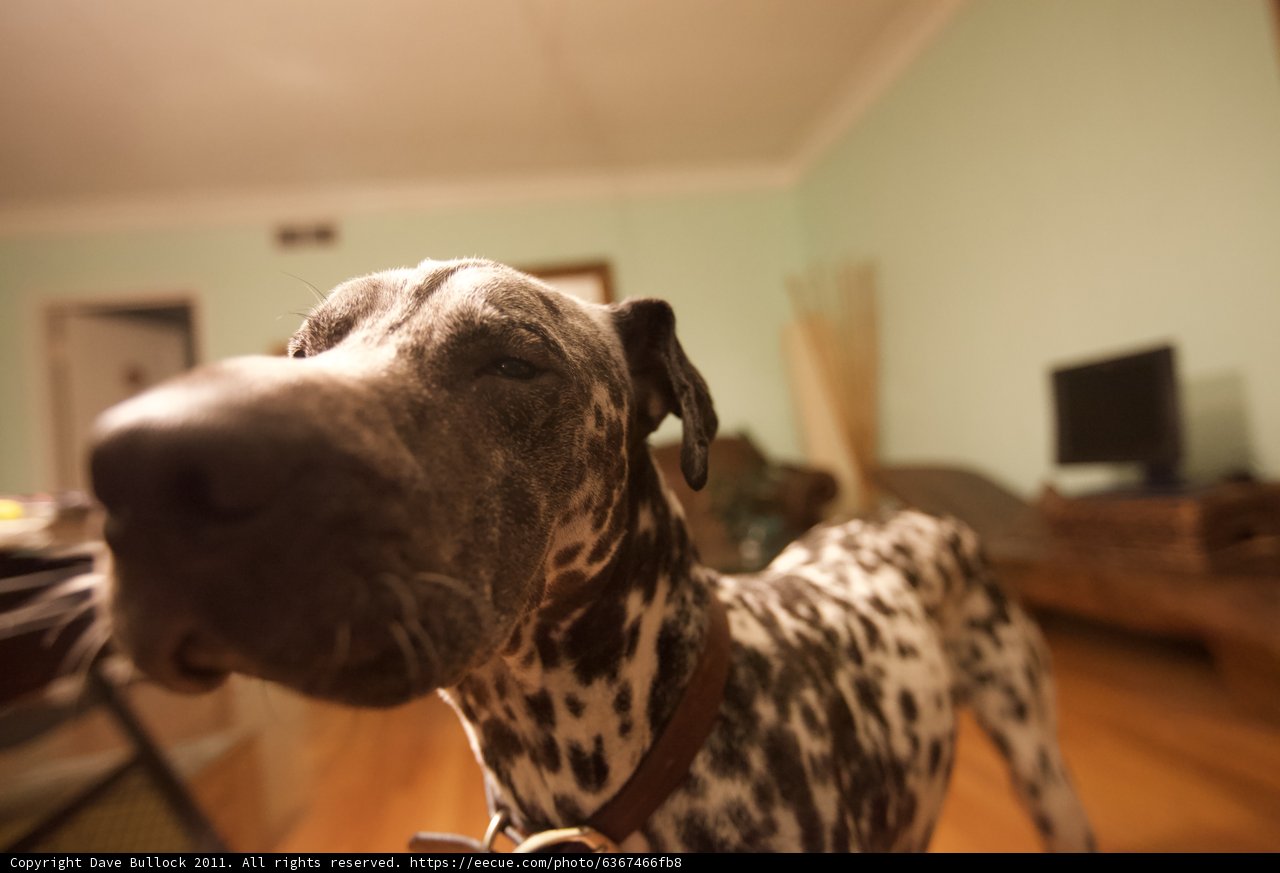 Spotted Pup