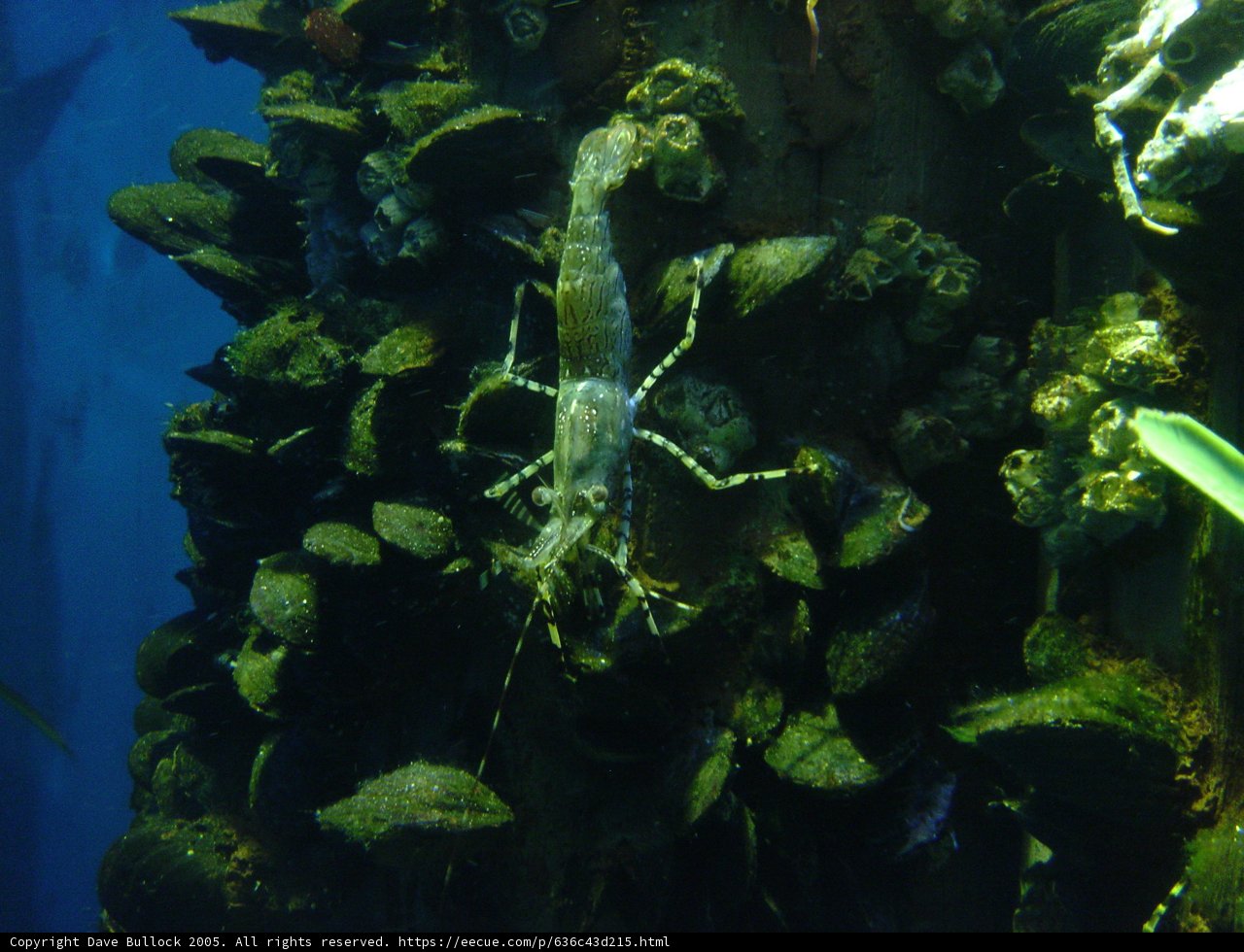 A Shrimp's Resting Spot