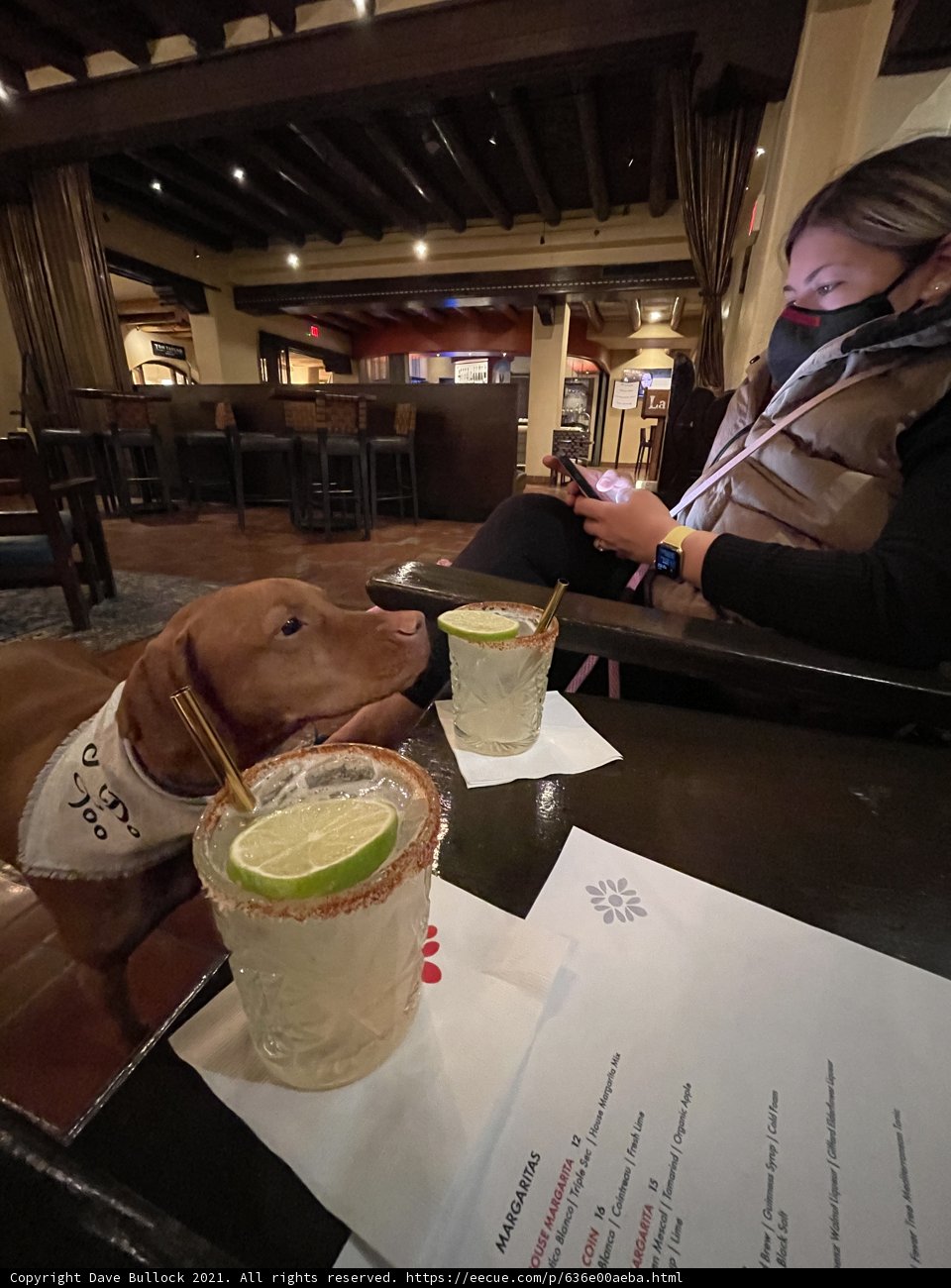 Canine Companion at Happy Hour