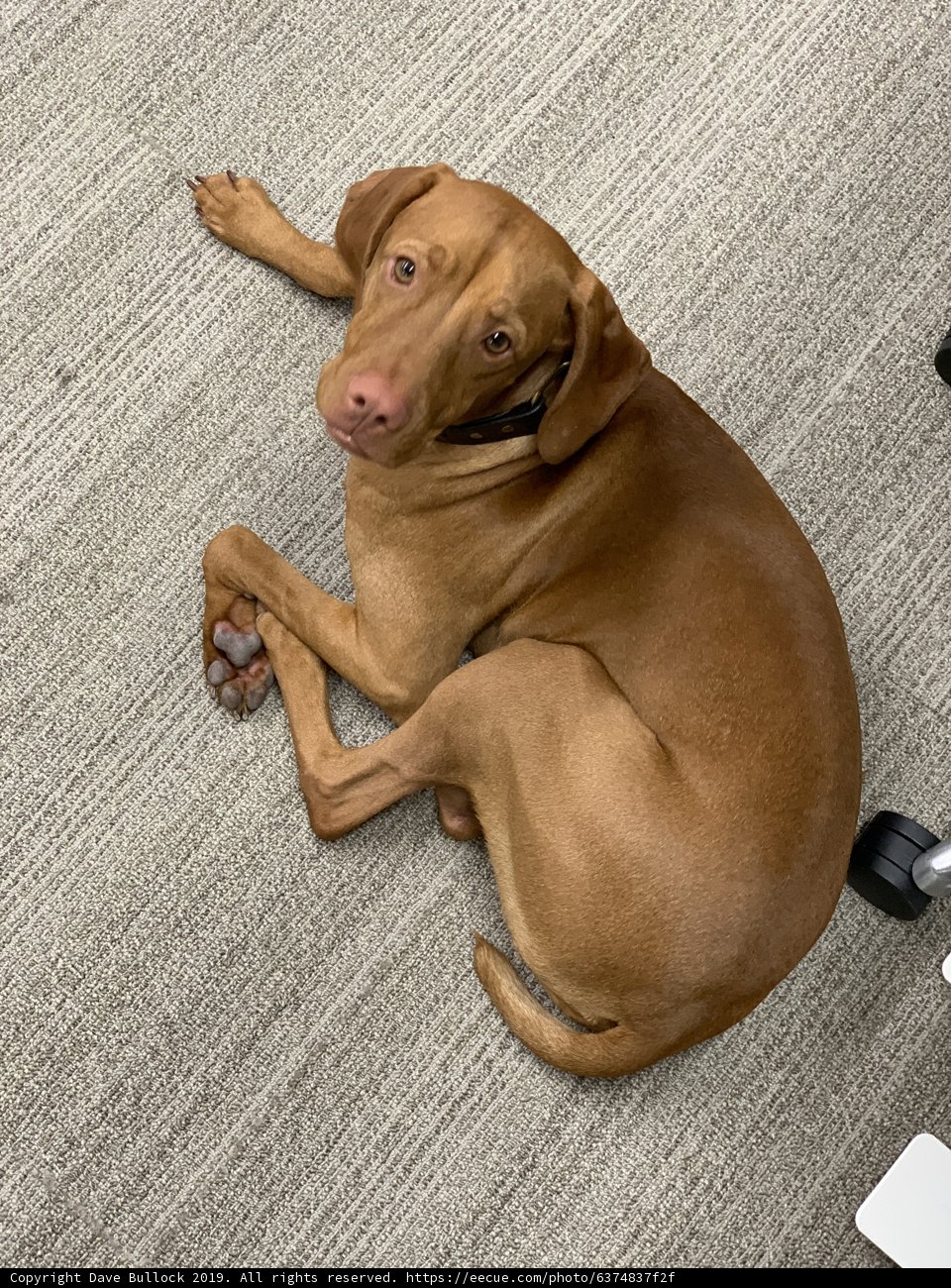 Resting Vizsla