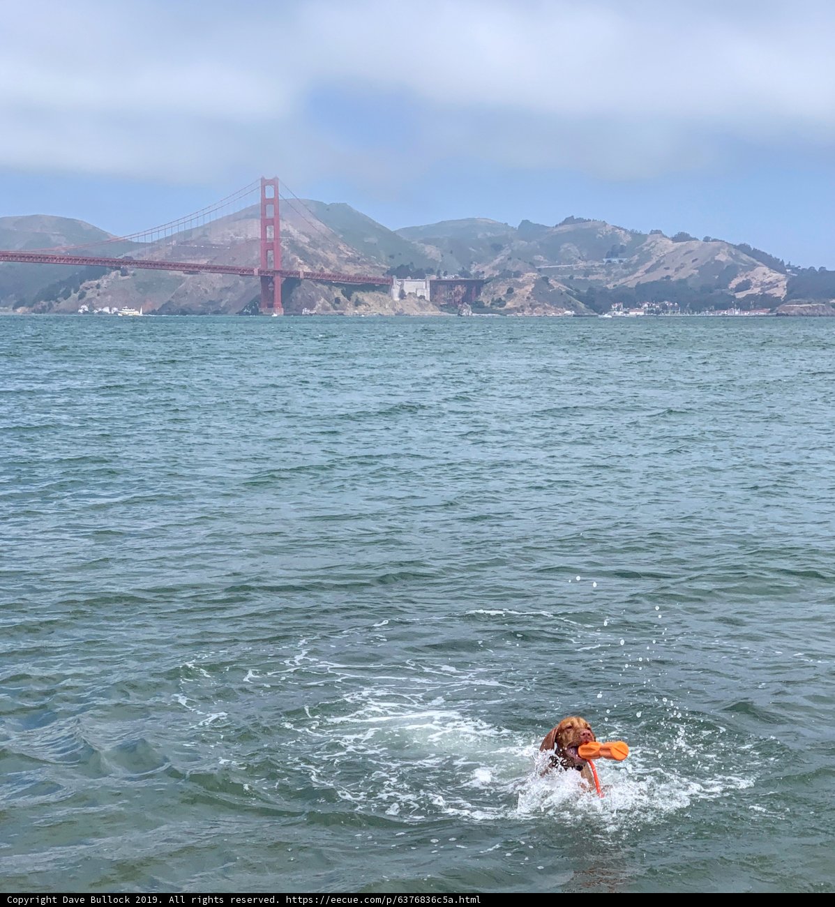 Canine at the Coast