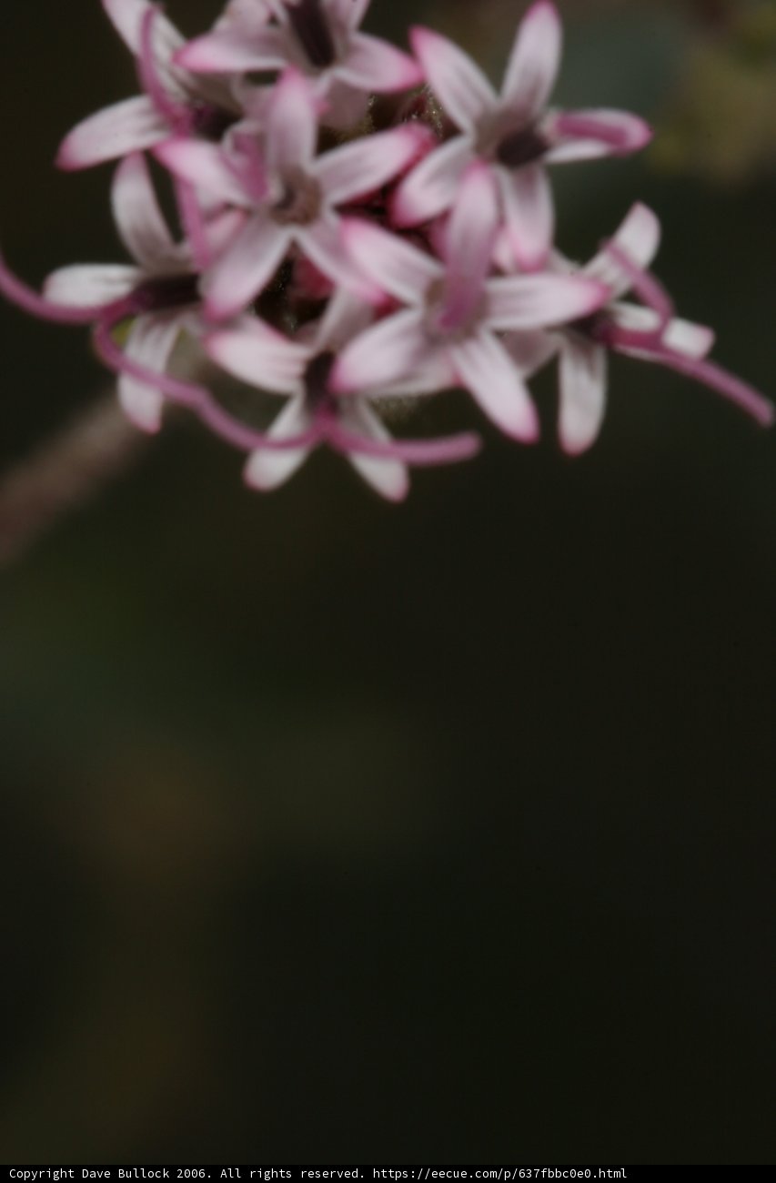 Blossoming Geranium