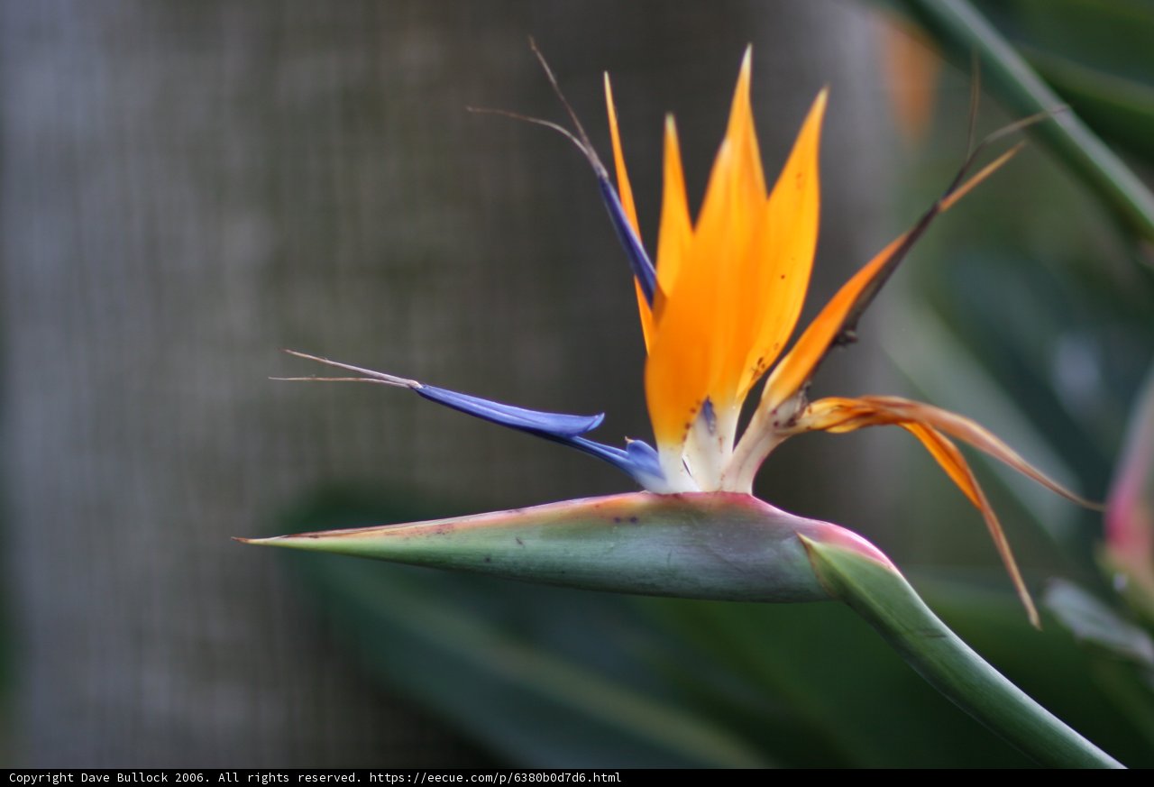 Exquisite Bird of Paradise Flower