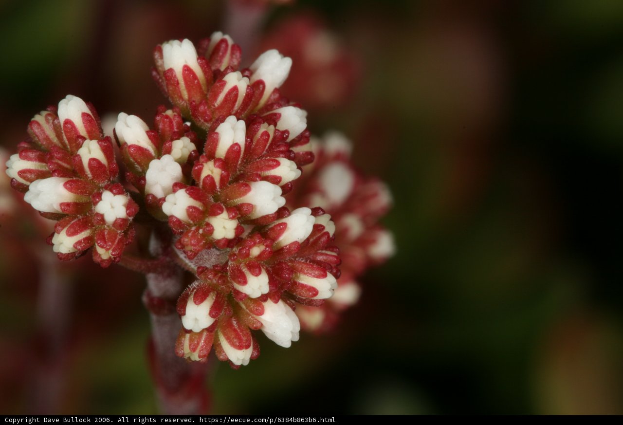 A Vibrant Snapshot of a Flowering Plant