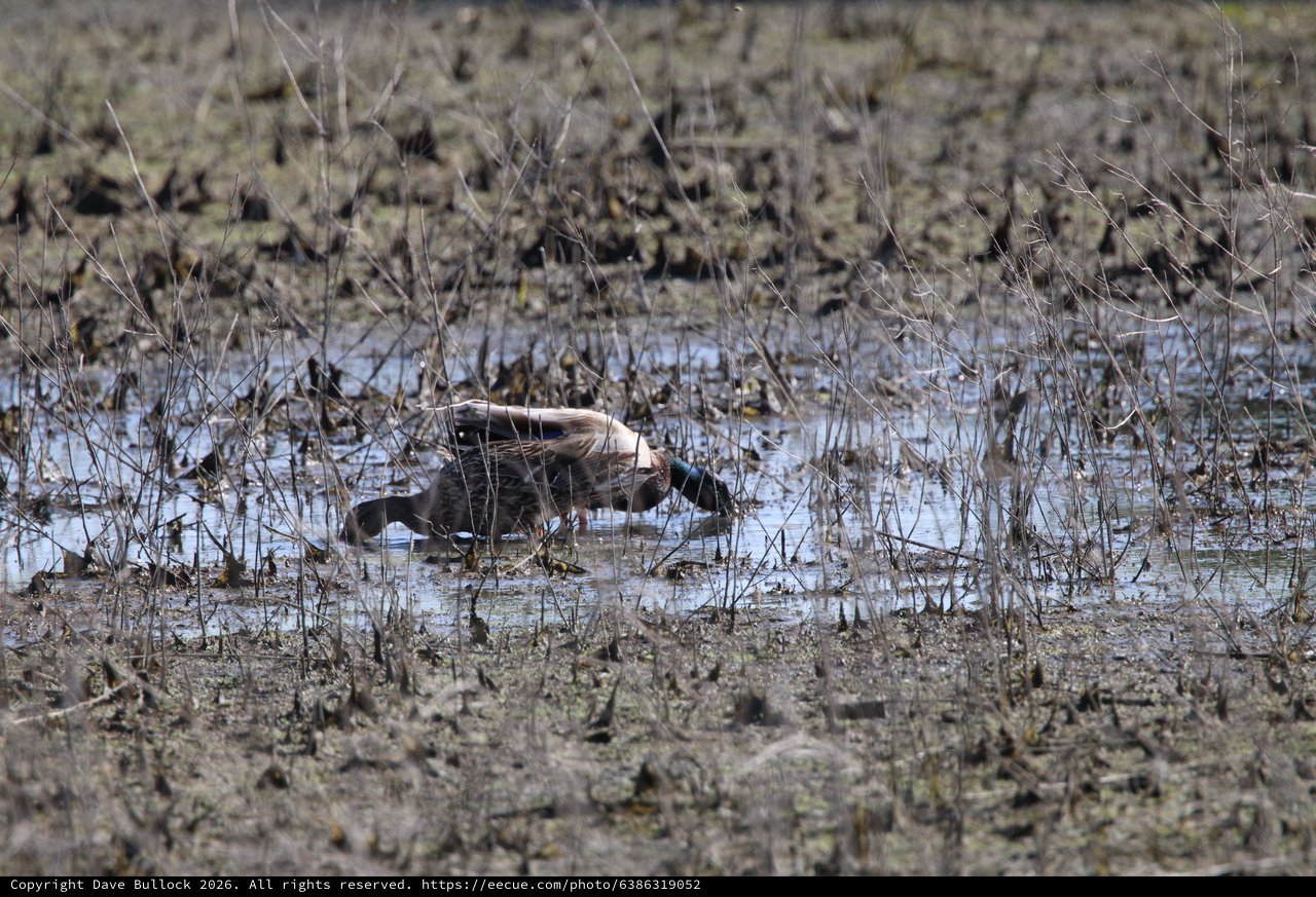 Northern Shoveler Duck Foraging in Wetland Shallows