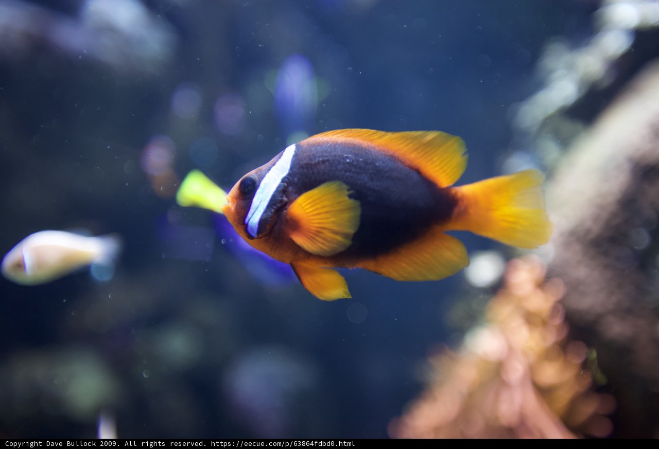 Aquarium Dweller