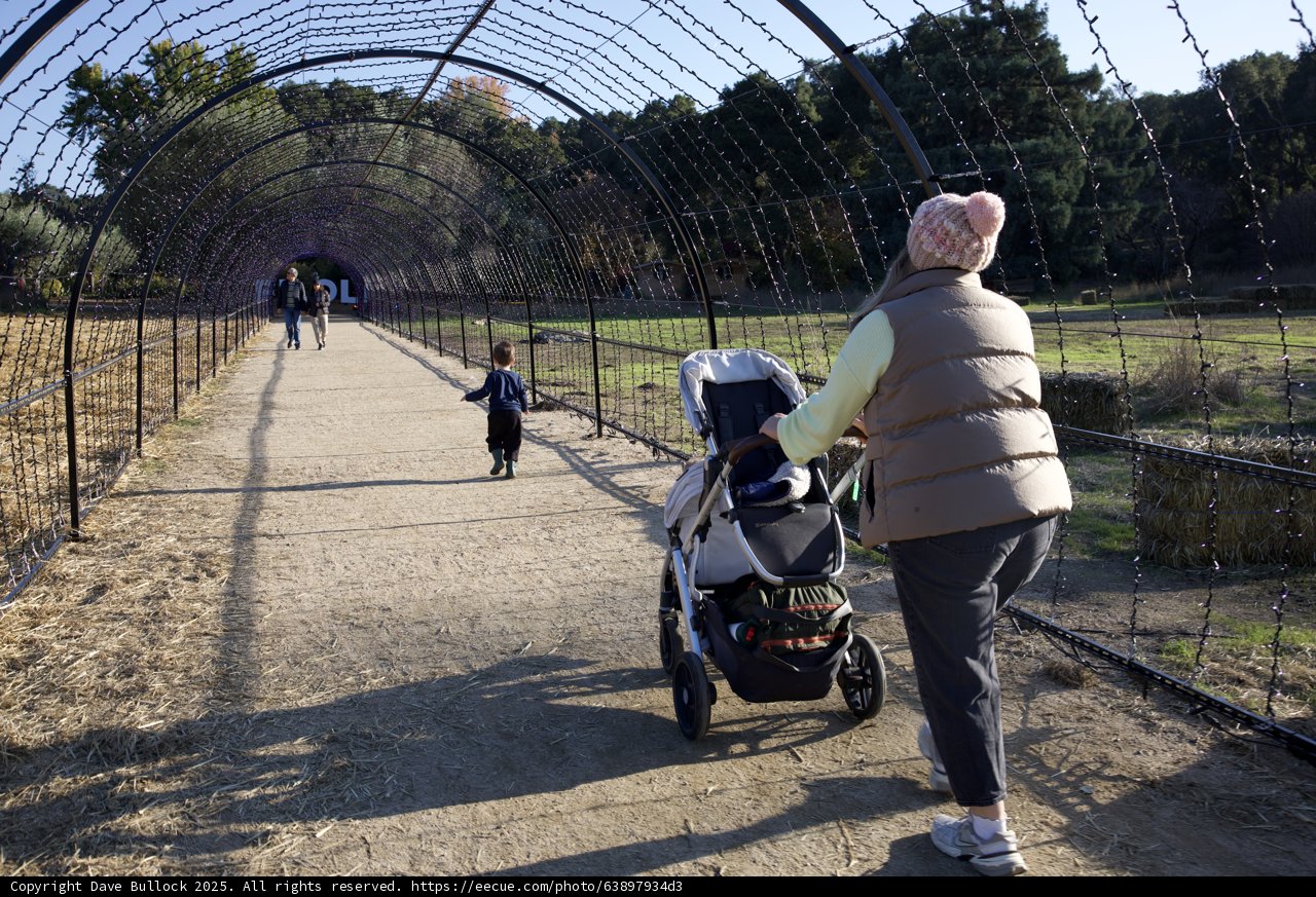 Stroll Through Thistlewyck's Enchanted Walkway