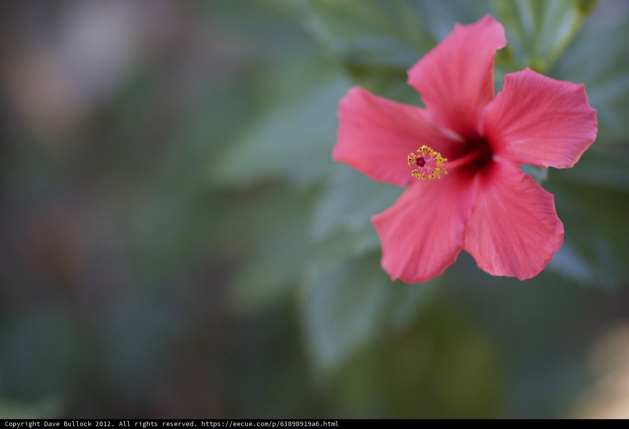 A Pink Geranium in Full Bloom