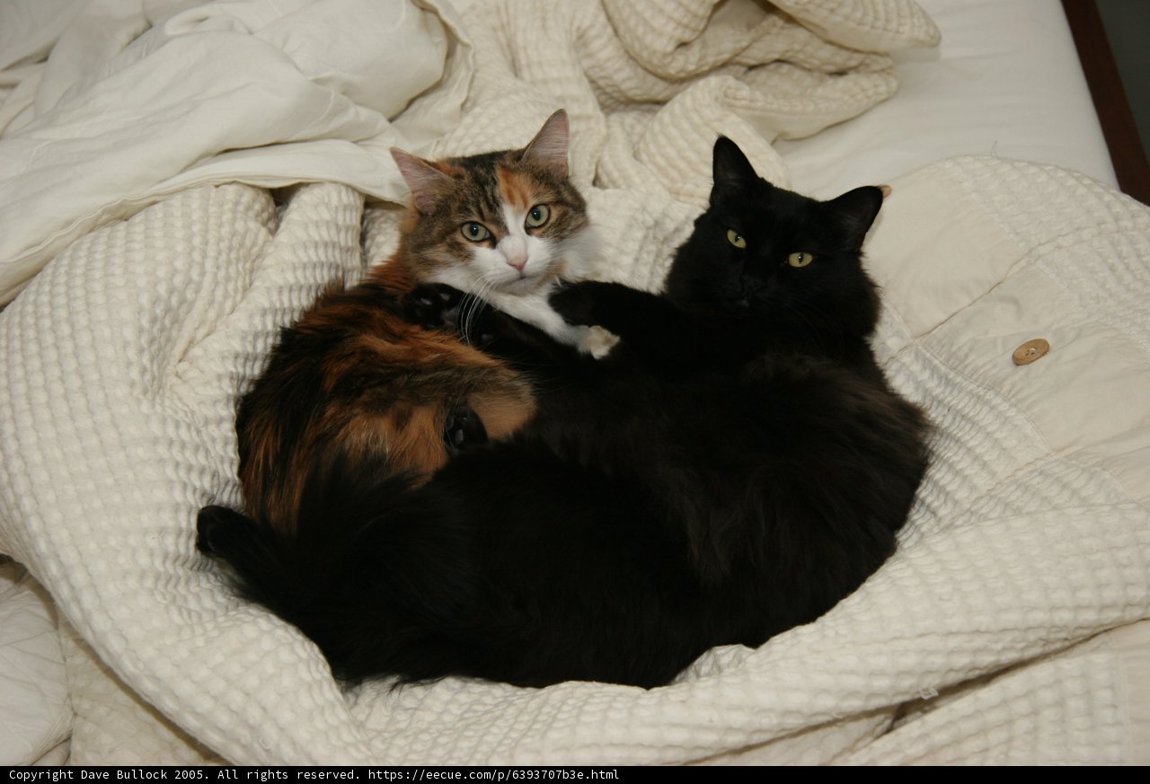 Bed Buddies