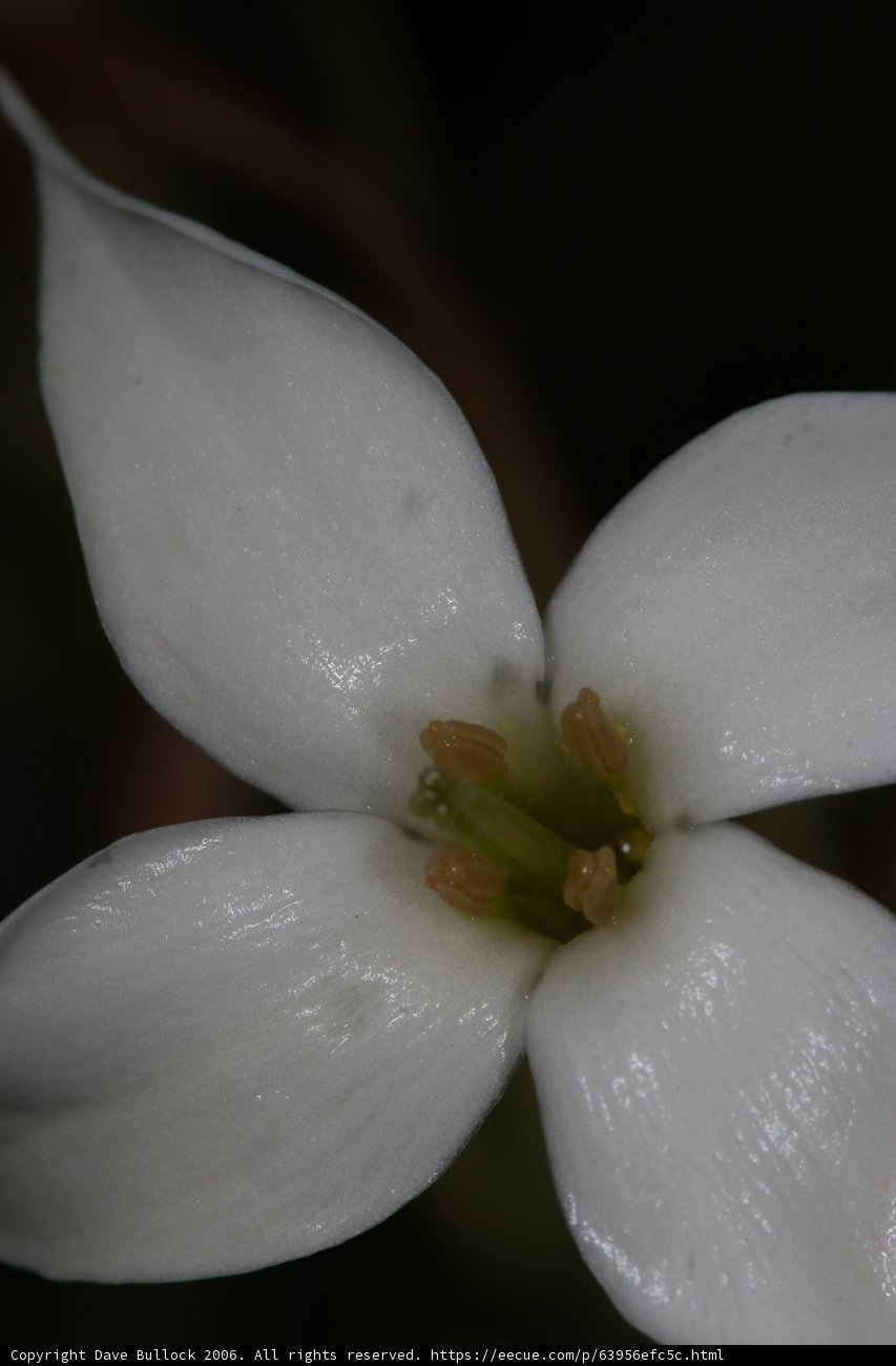 White Lily in Spring