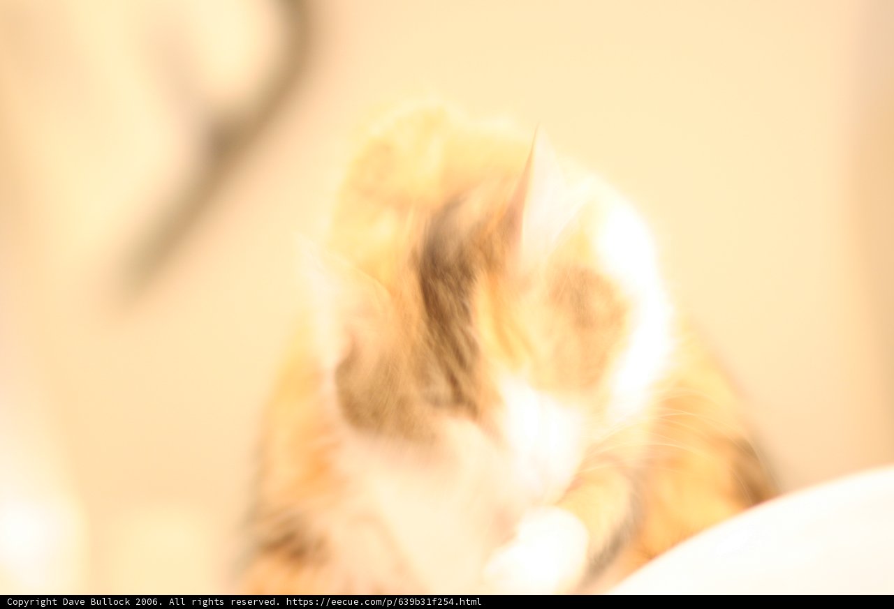 Feline Mirage