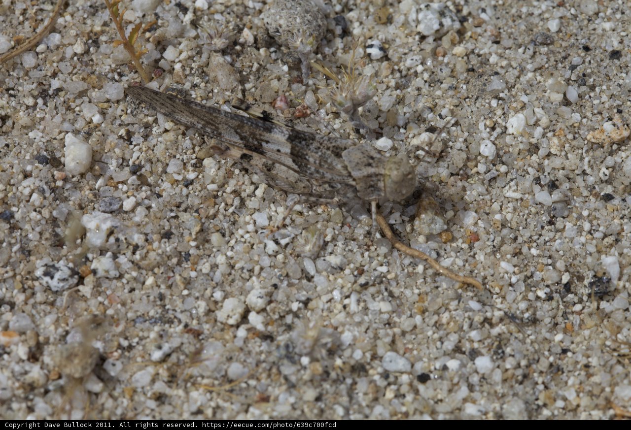 Tiny Cricket Insect Crawling on Gravel