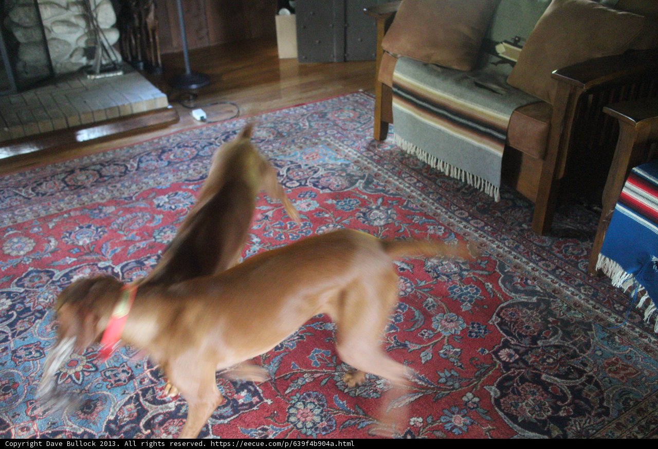 Playful Pups in the Living Room