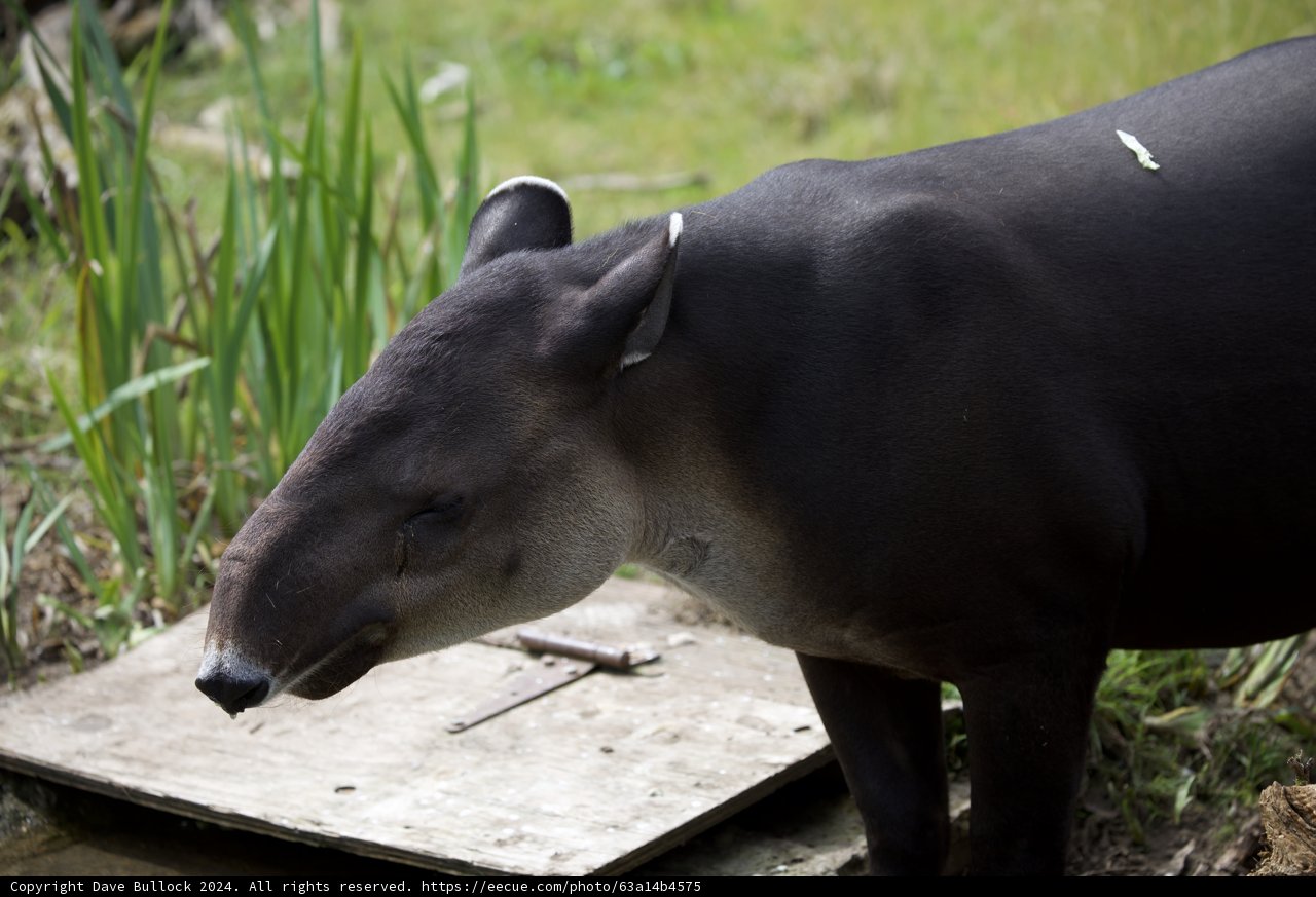 Unique Encounter at SF Zoo 2024