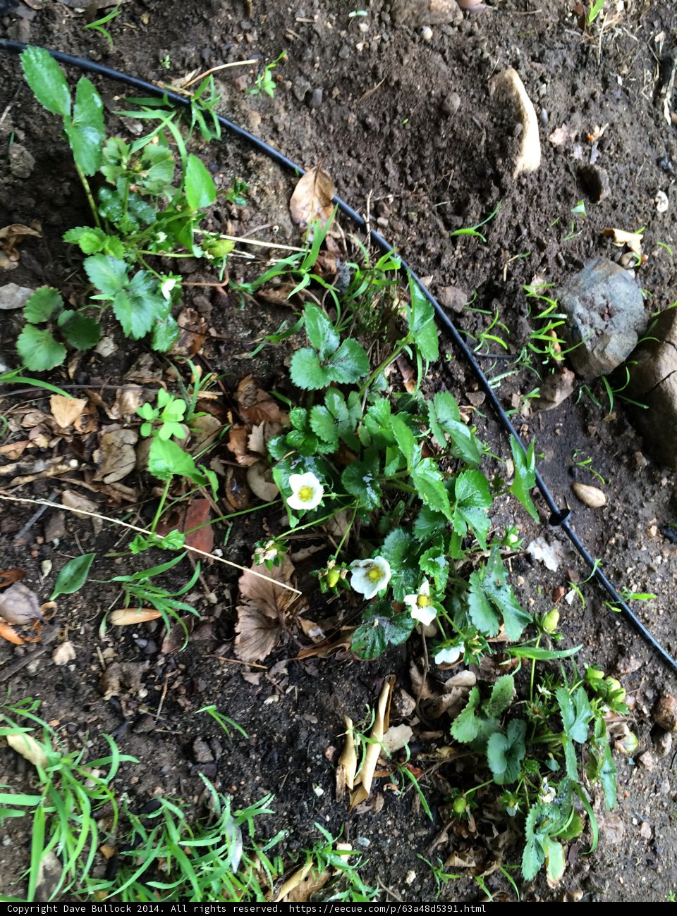 Strawberry Plant in the Soil