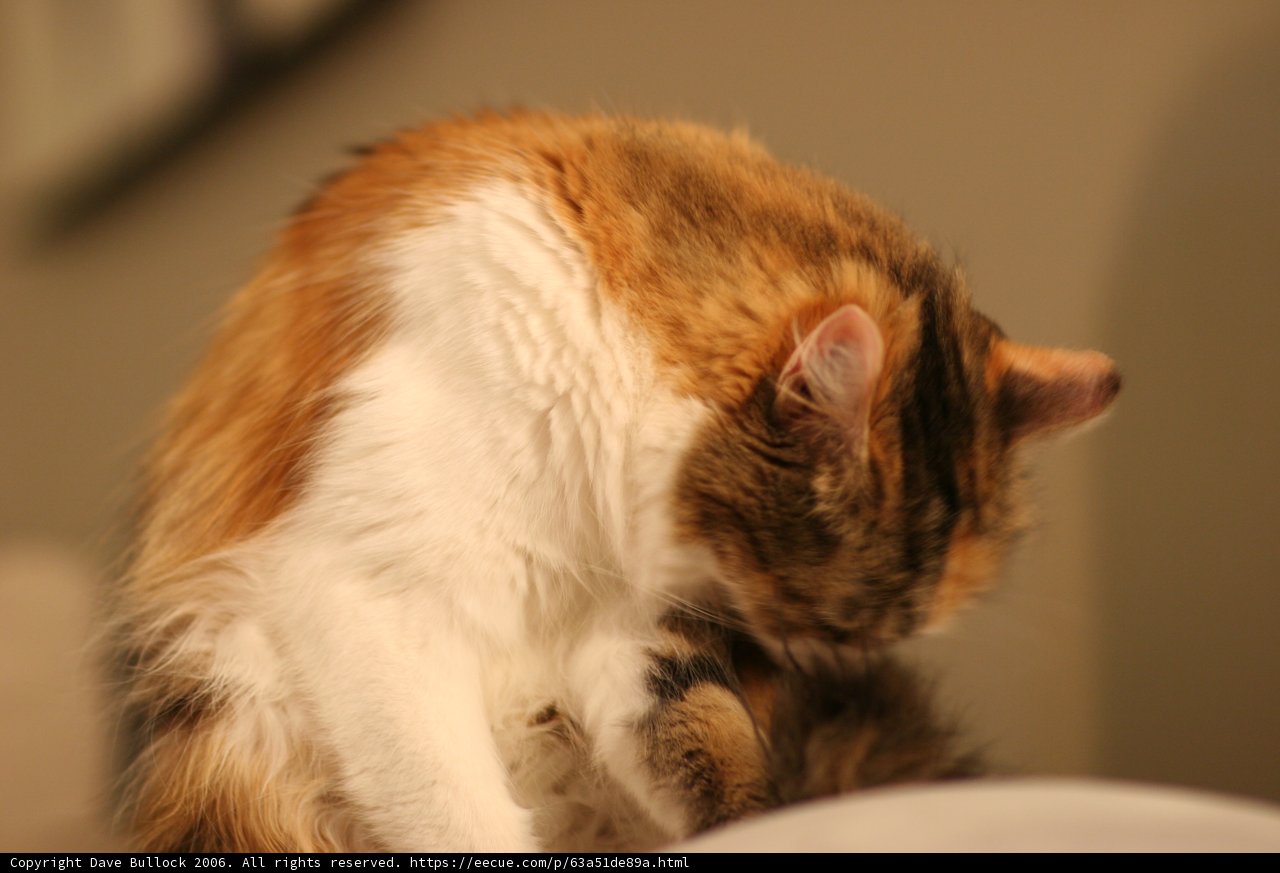 Feline Comfort